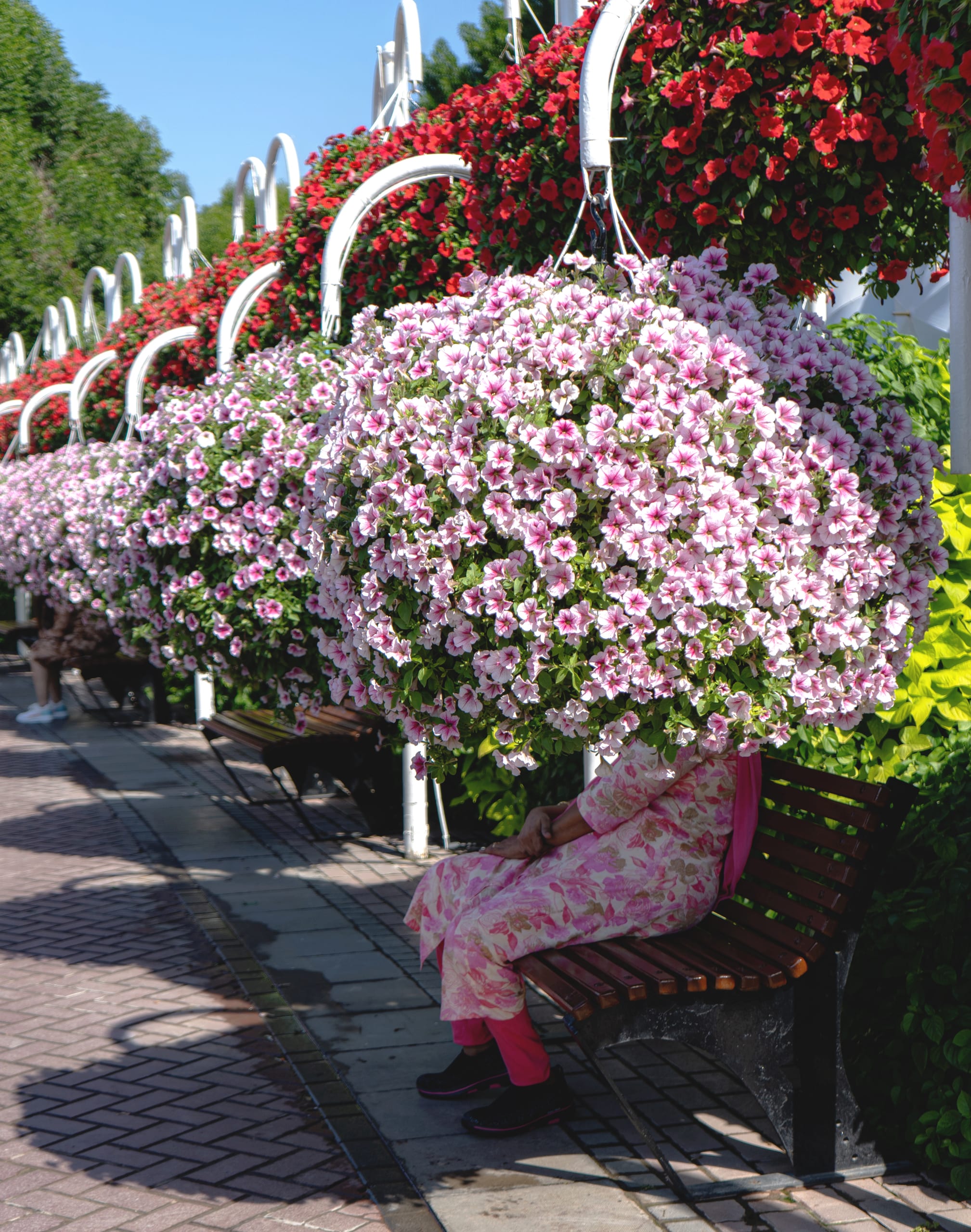 A person in pink patterned clothes sits on a wooden park bench, completely obscured from the shoulders up by a huge, round hanging basket densely packed with pink and white petunias.
