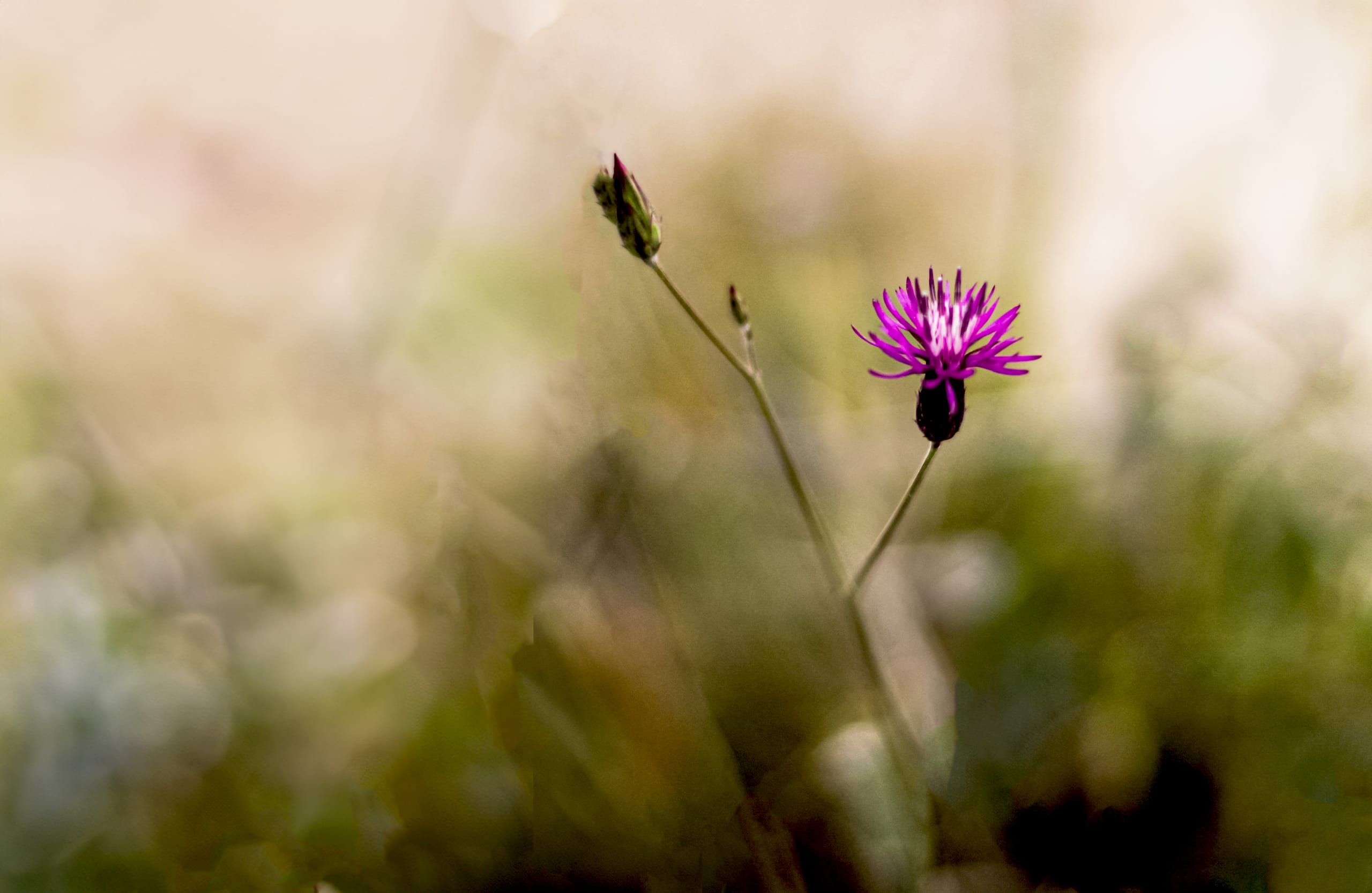 Purple Flower, a fine-art photograph by Ali Abu Ras