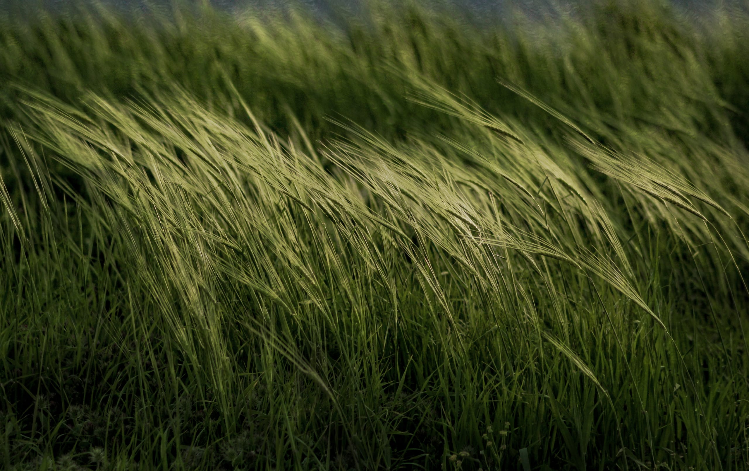 Green Field AND Light, a fine-art photograph by Ali Abu Ras