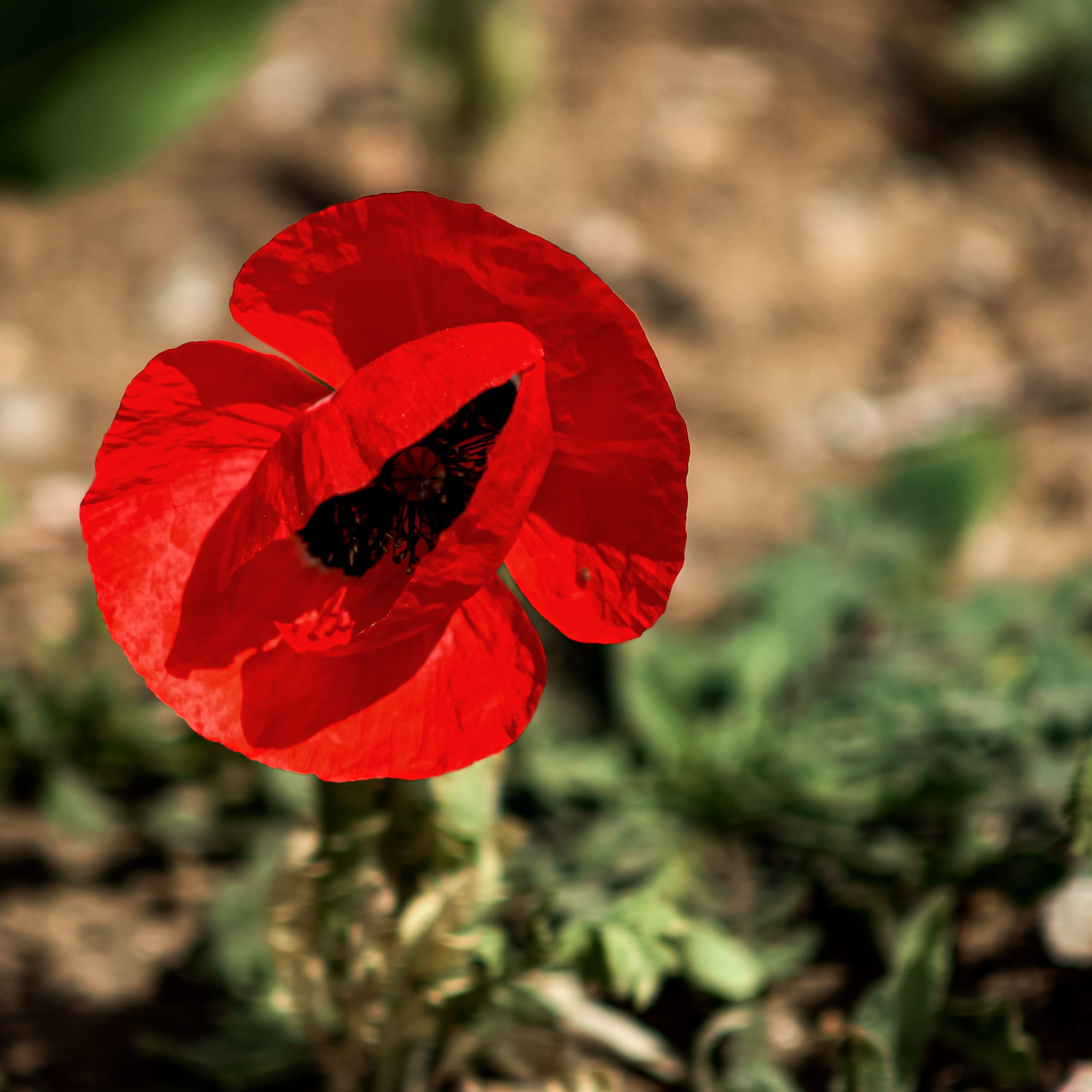 Landscape Anemone RED Flower, a fine-art photograph by Ali Abu Ras