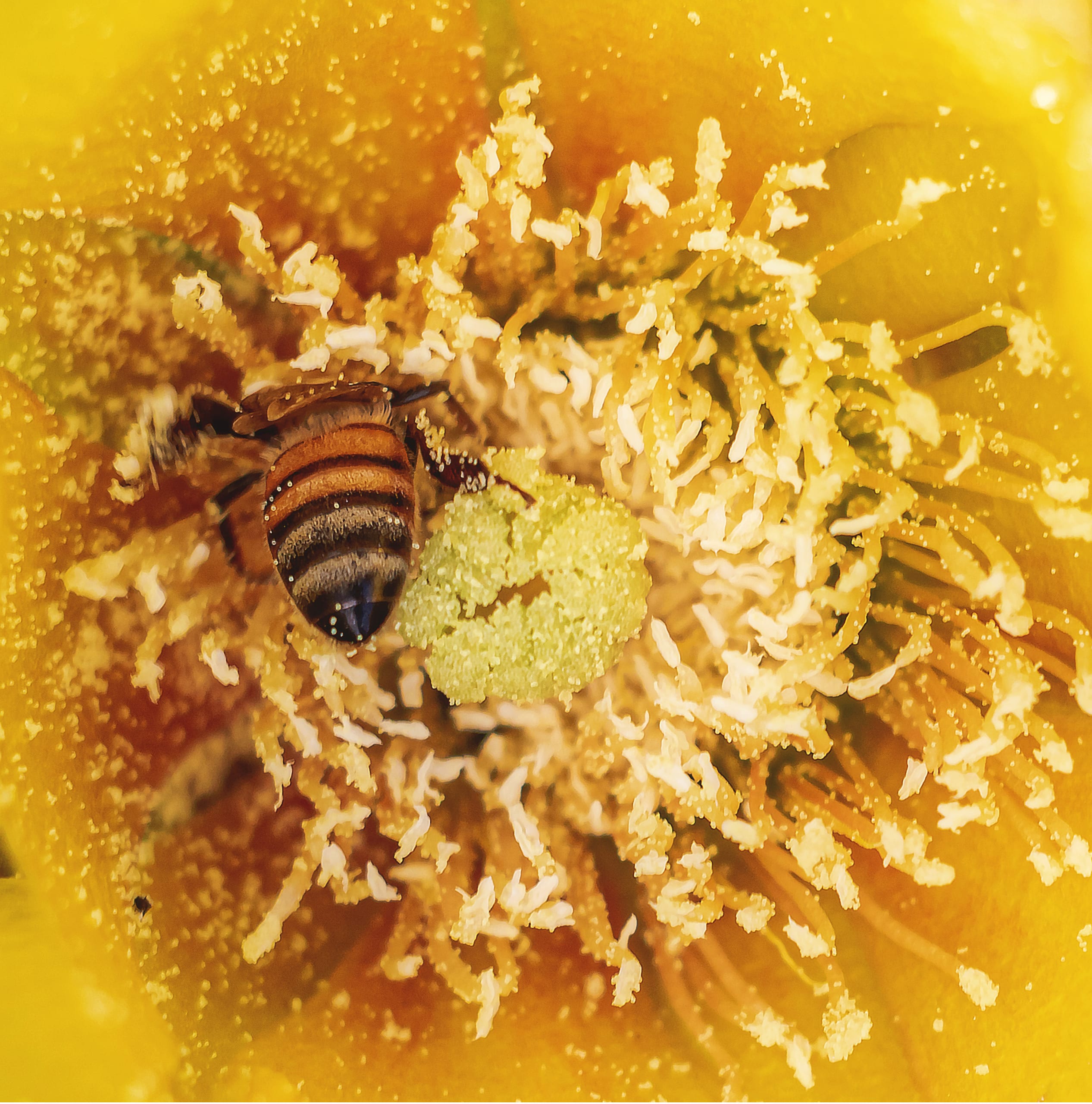 Stilllive Flower Yellow Green Hashmiah, a fine-art photograph by Ali Abu Ras