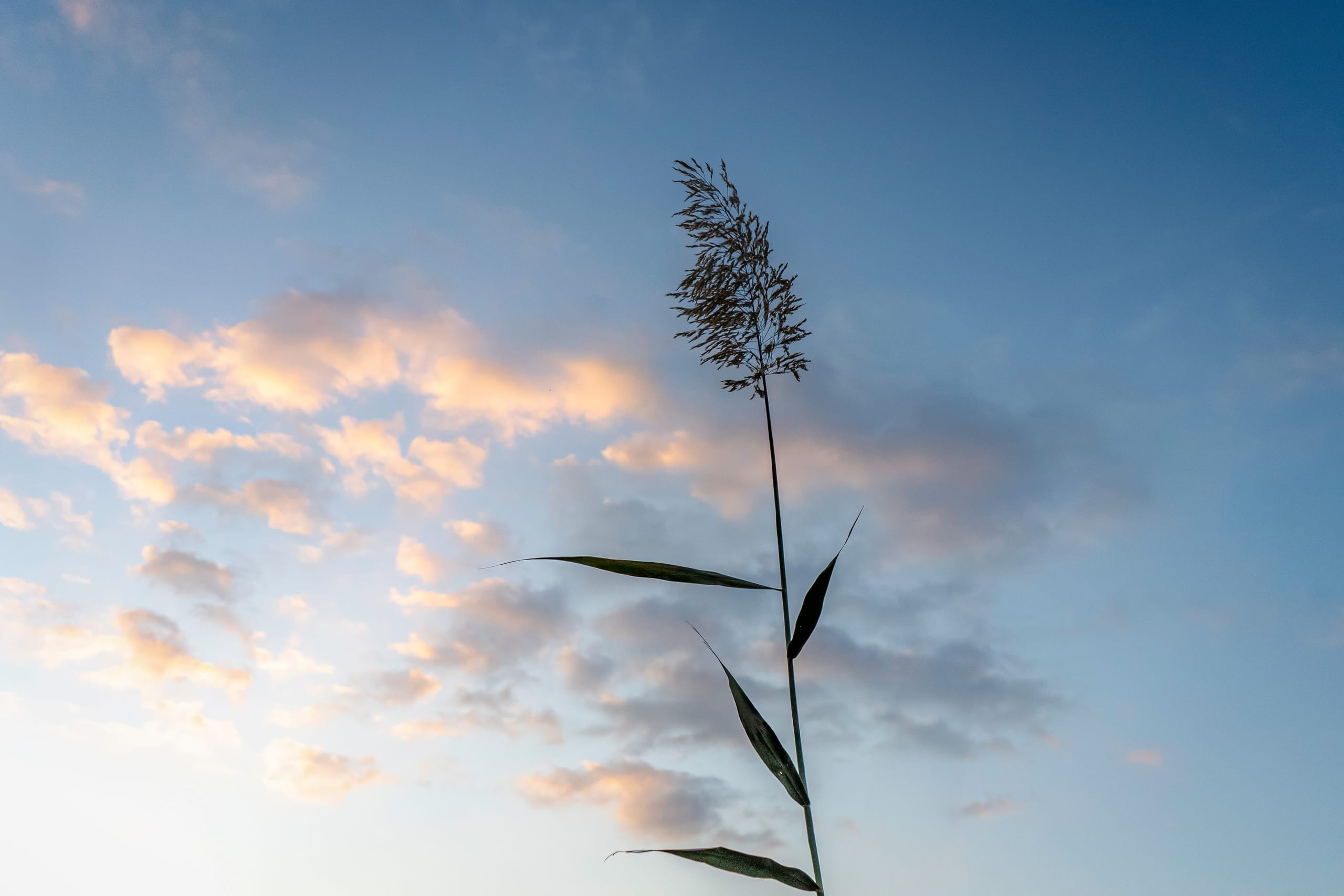 Feilds Plants Sunset, a fine-art photograph by Ali Abu Ras