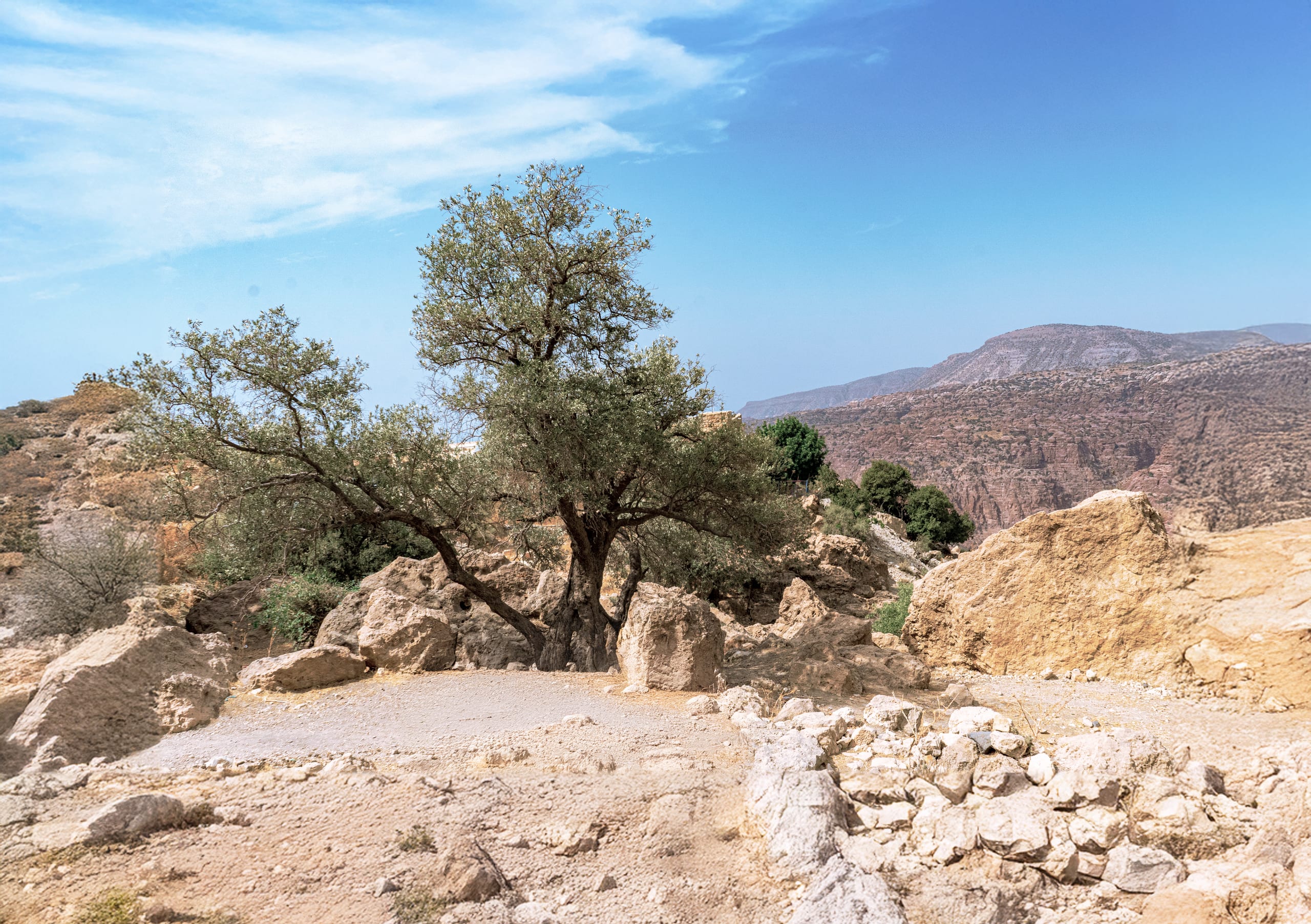 Olive Tree, a fine-art photograph by Ali Abu Ras