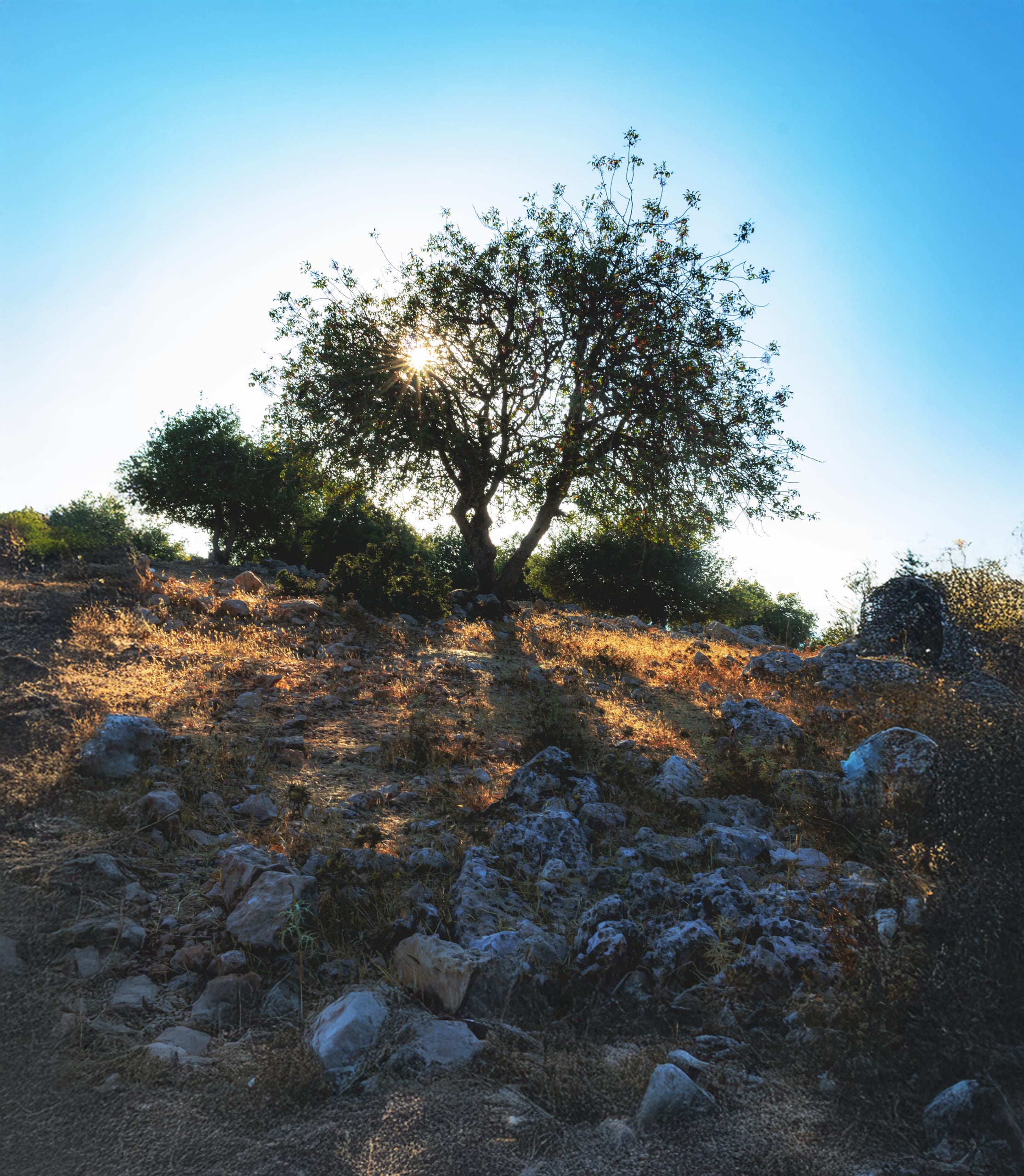 Sunset Landscape Tree Shadow, a fine-art photograph by Ali Abu Ras