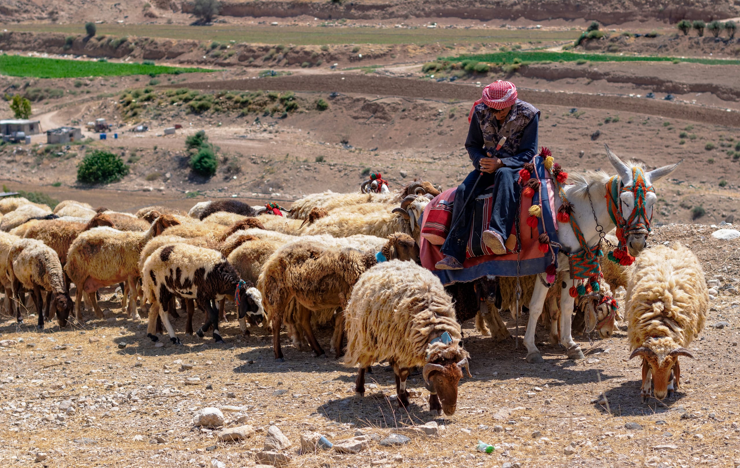MAN Sheep Headsheep, a fine-art photograph by Ali Abu Ras