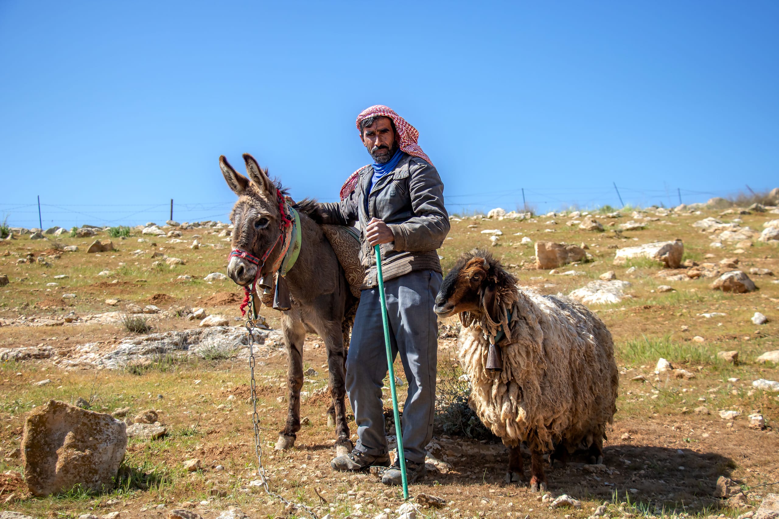 MAN Shepherd Sheep Garesa Feild, a fine-art photograph by Ali Abu Ras