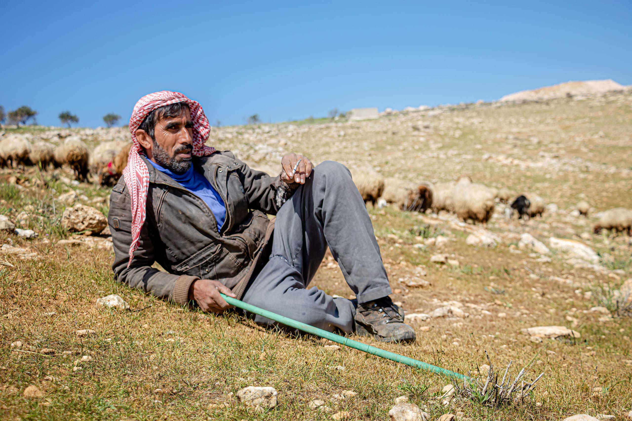 MAN Shepherd Sheep Garesa Feild, a fine-art photograph by Ali Abu Ras