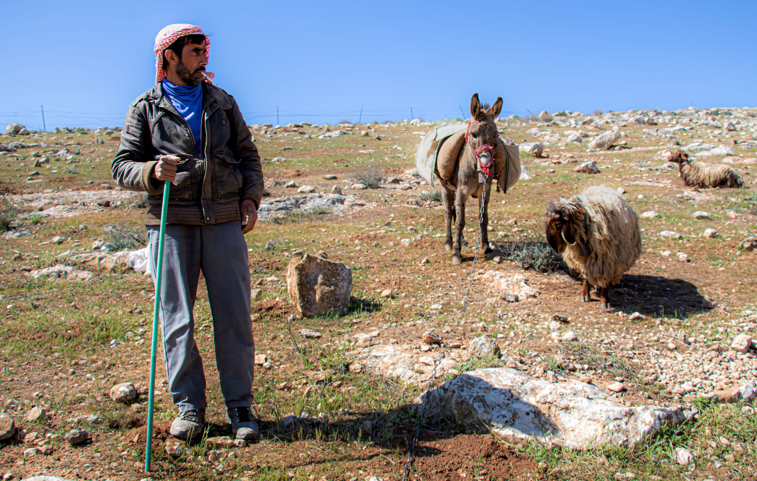 MAN Shepherd Sheep Garesa Feild, a fine-art photograph by Ali Abu Ras