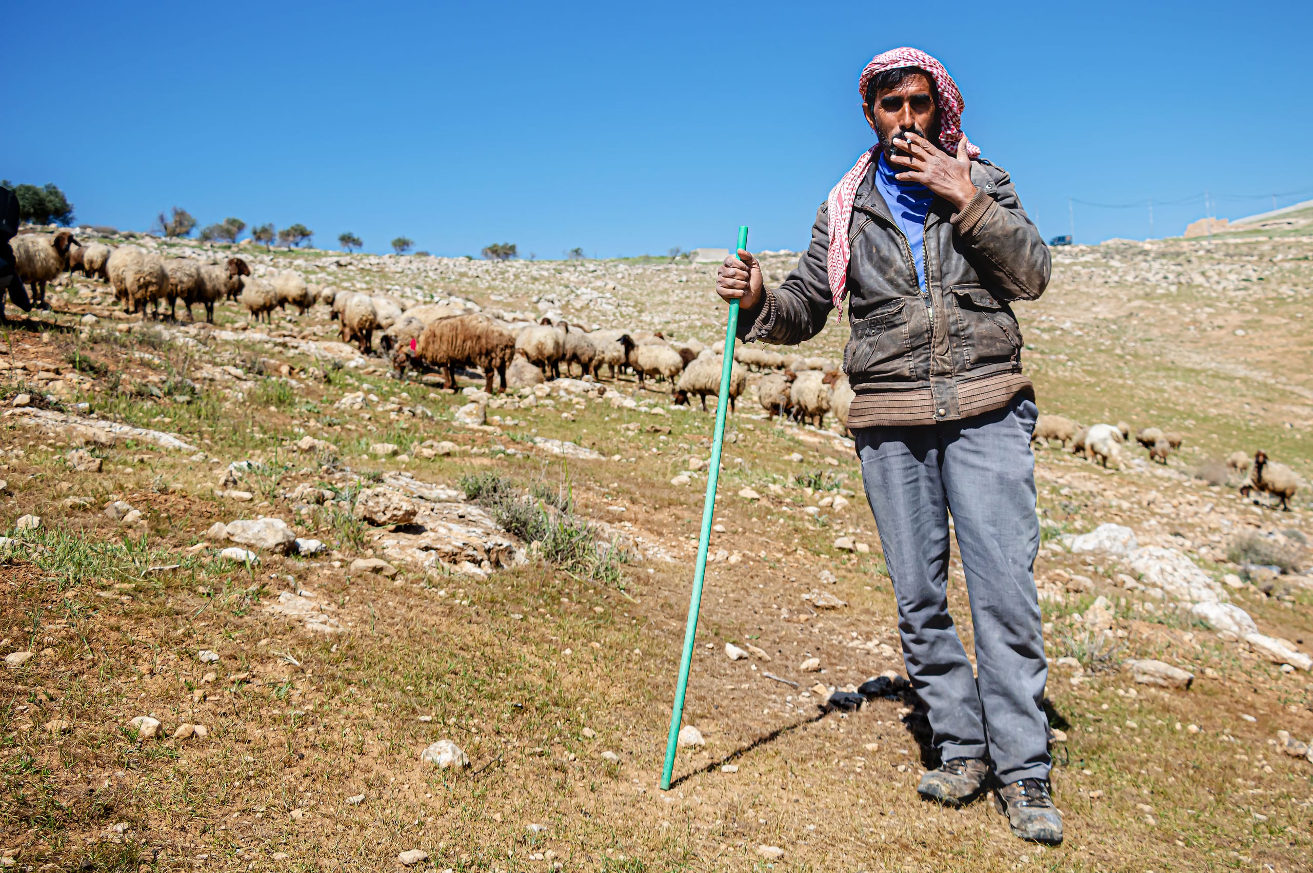 MAN Shepherd Sheep Garesa Feild, a fine-art photograph by Ali Abu Ras