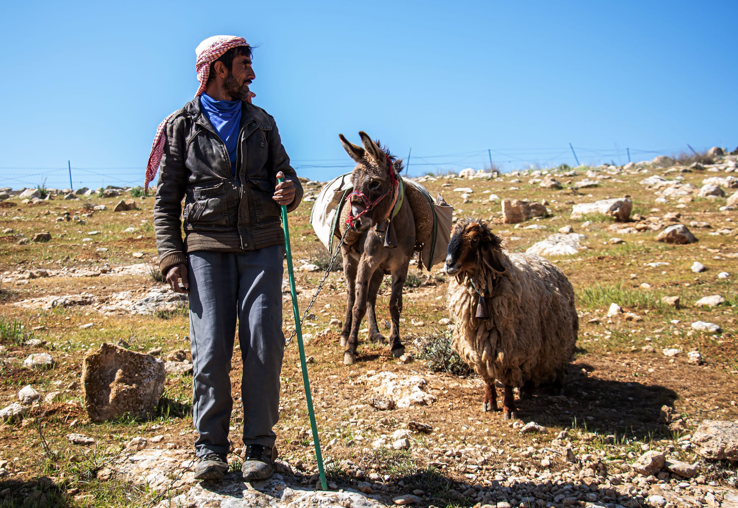 MAN Shepherd Sheep Garesa Feild, a fine-art photograph by Ali Abu Ras