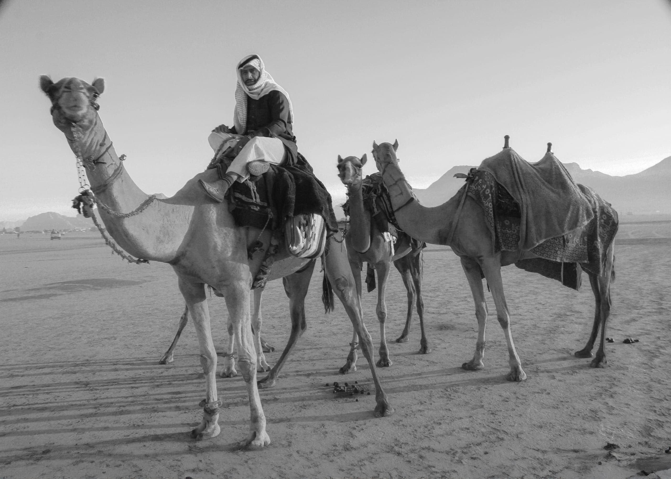 Monochrome low-angle photograph of a man in traditional headwear seated on a saddled camel, with two additional camels standing beside them in a sandy desert landscape.