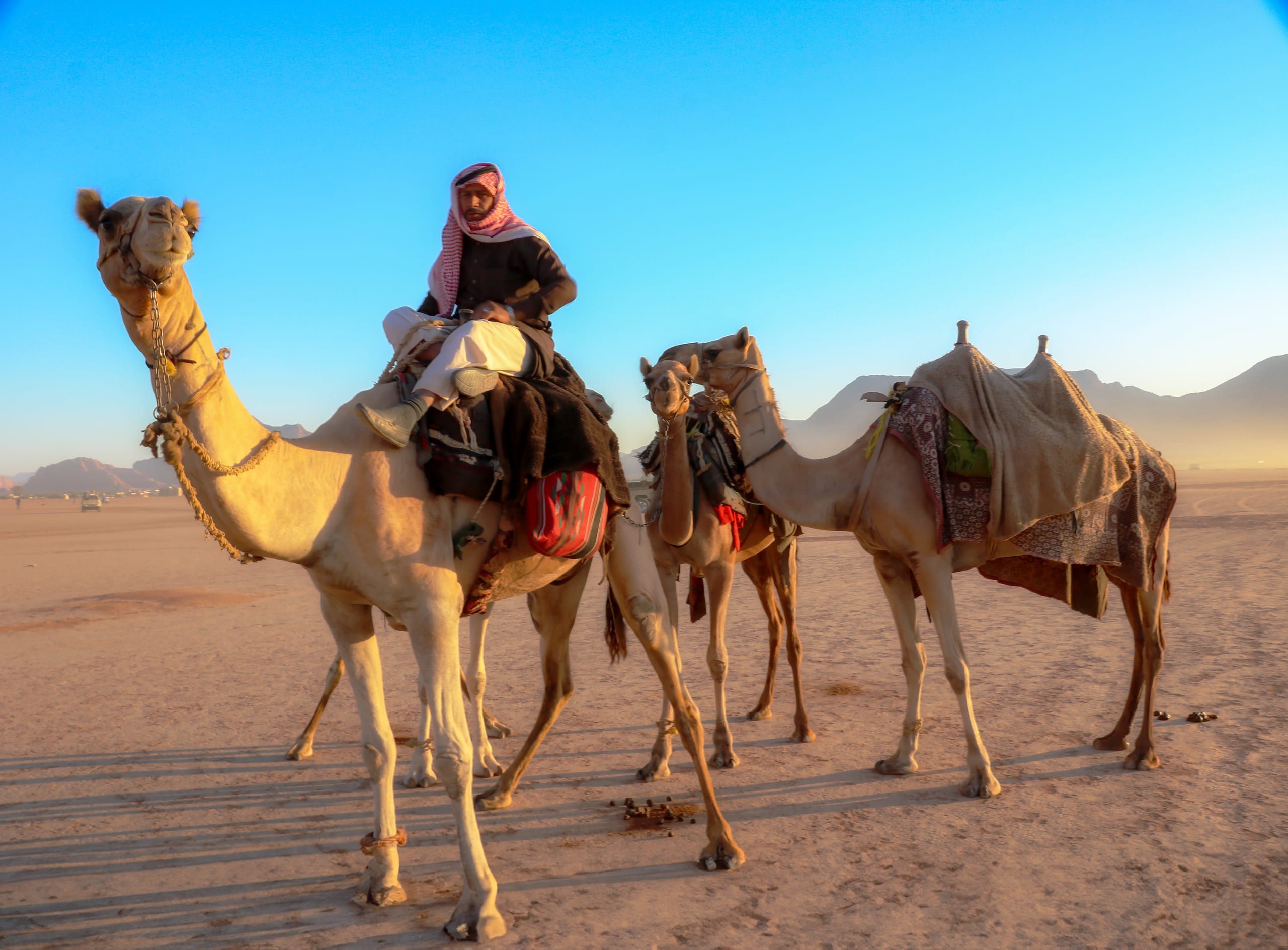 A man wearing a red-and-white patterned headscarf and dark tunic sits atop the leading camel in a small group of three saddled camels standing on a flat, sandy desert under a bright blue sky.