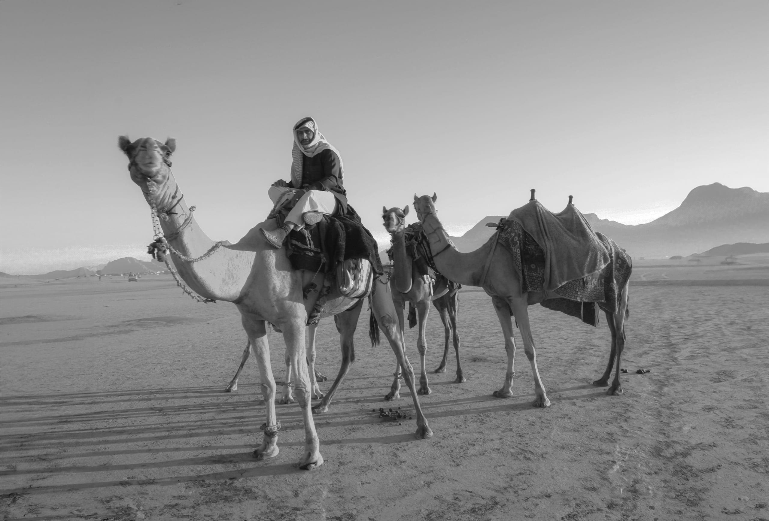 Monochrome photograph of a man seated on a harnessed camel in a wide sandy desert, with two other saddled camels standing nearby and rugged mountains in the background.