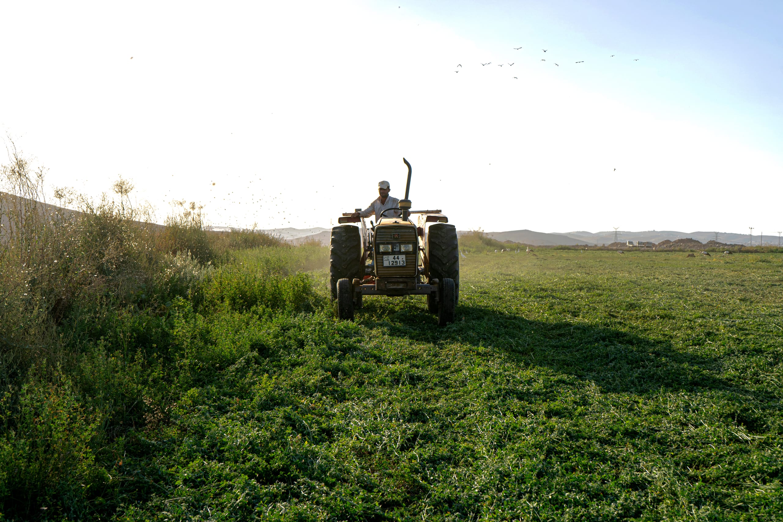 Farm Hashmiah Birds, a fine-art photograph by Ali Abu Ras