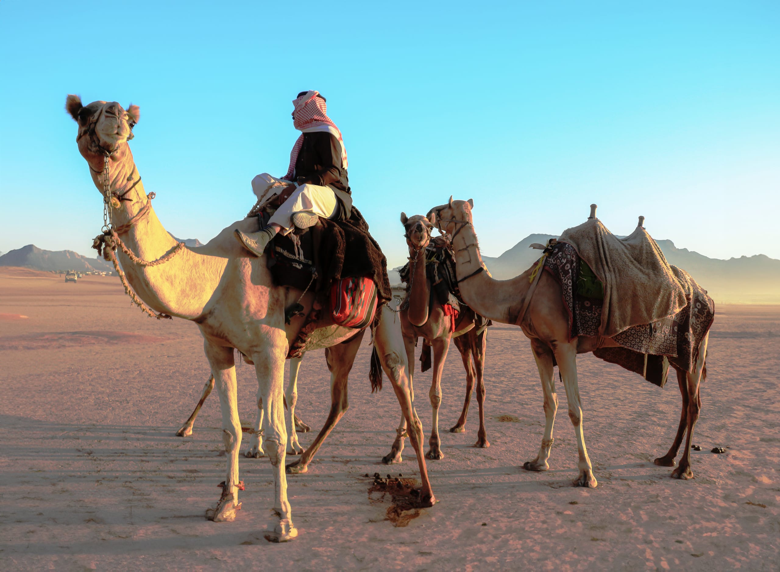 A person wearing a checkered keffiyeh and dark tunic seated on a light-colored camel in a desert landscape, with two other saddled camels standing to the right under a pale blue sky.