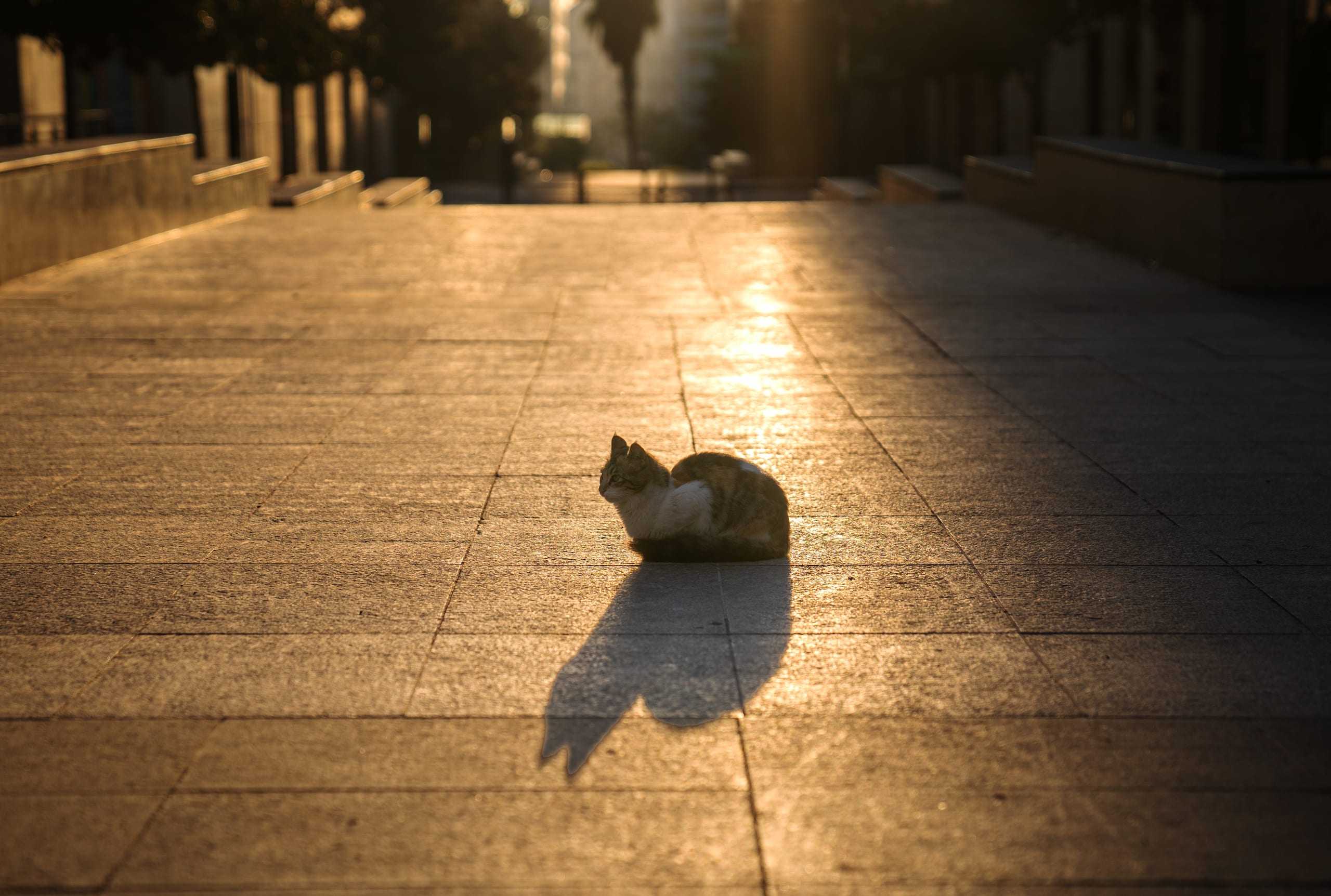CAT Morning Street Light, a fine-art photograph by Ali Abu Ras