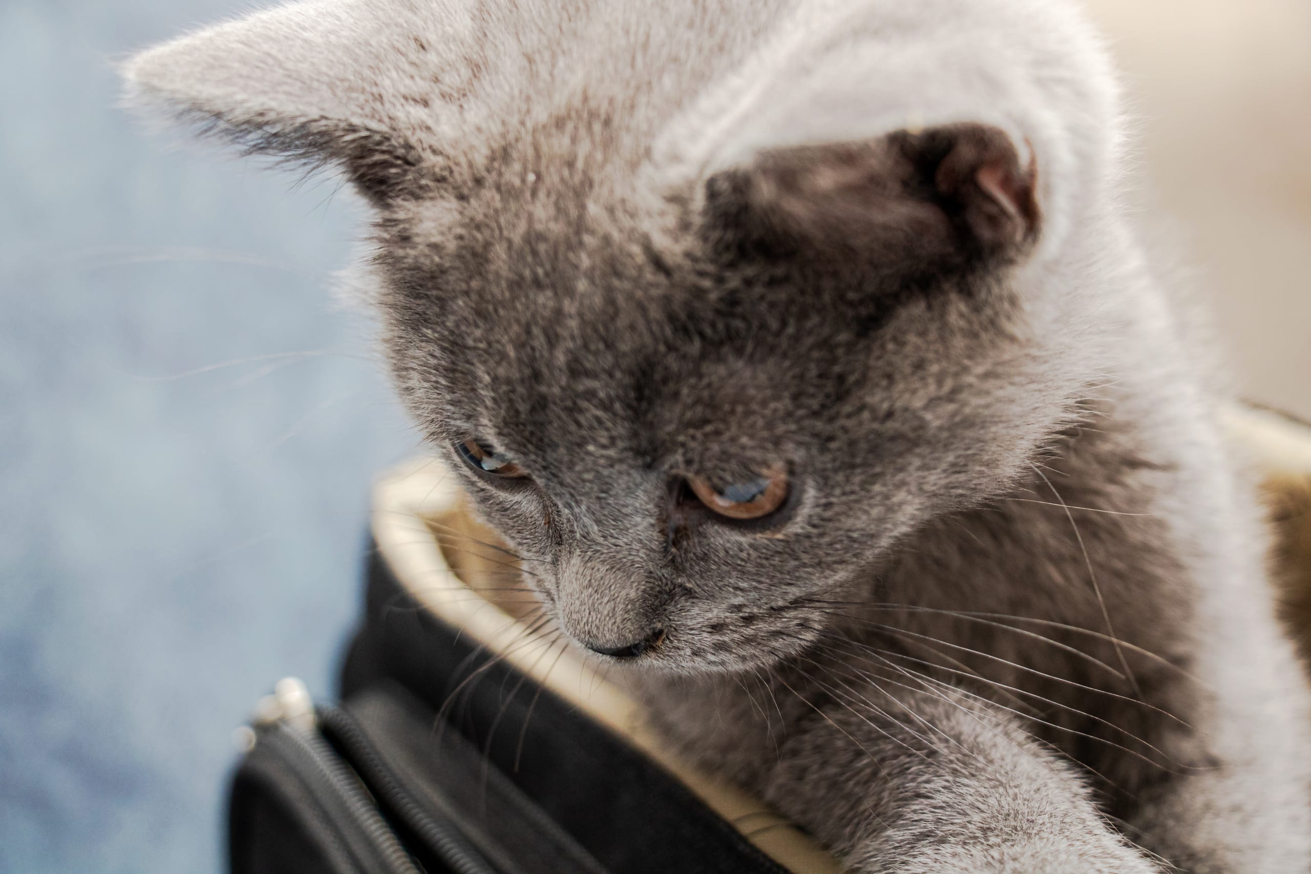 Animale CAT Gray Eyes BOX, a fine-art photograph by Ali Abu Ras