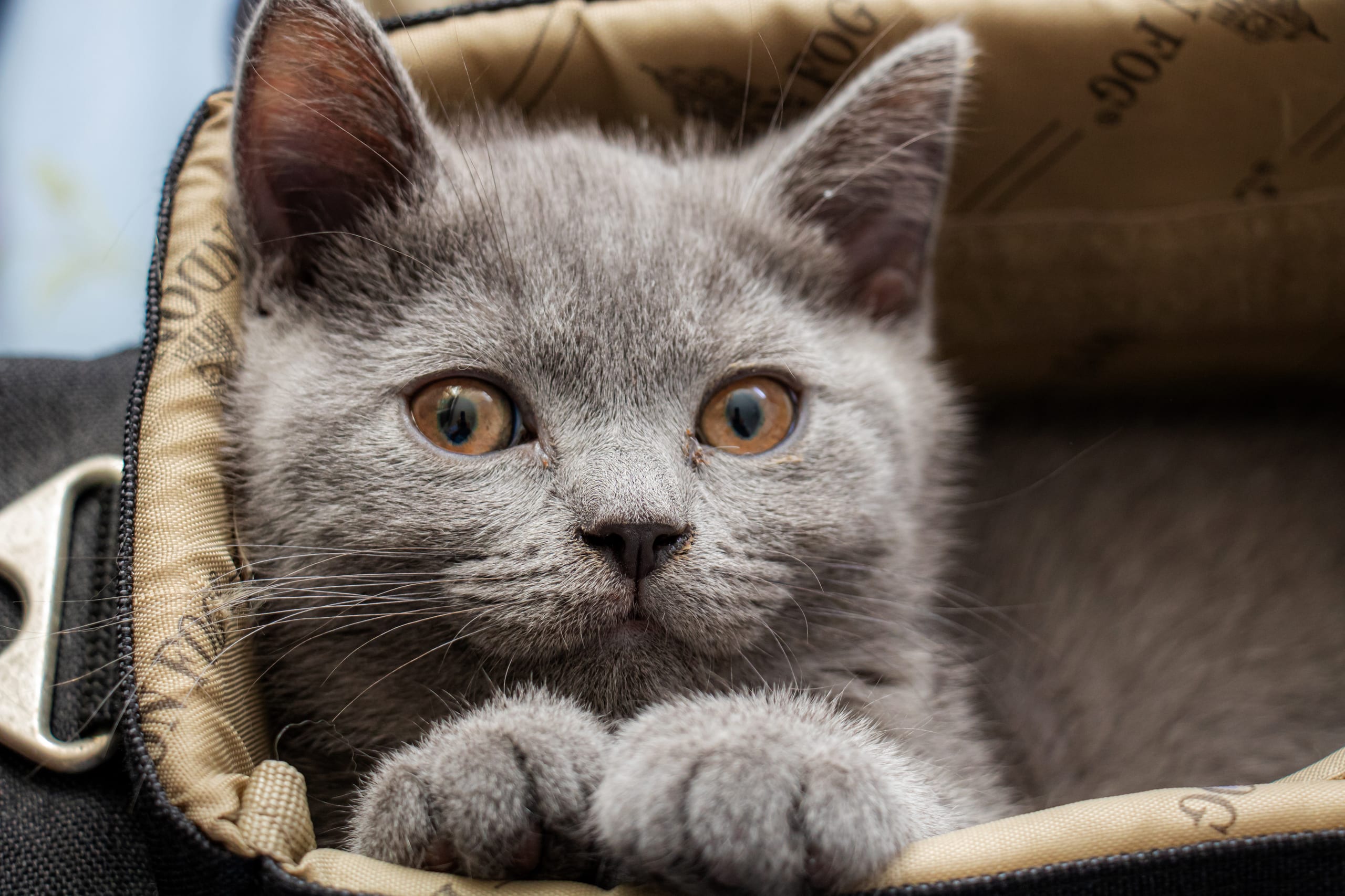 Animale CAT Gray Eyes BOX, a fine-art photograph by Ali Abu Ras
