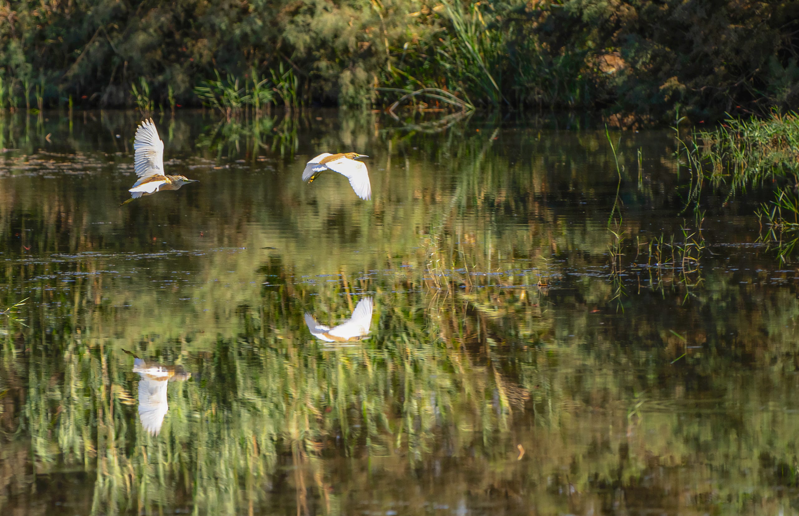 Animals Bird Bafalo Jordan Azraq, a fine-art photograph by Ali Abu Ras
