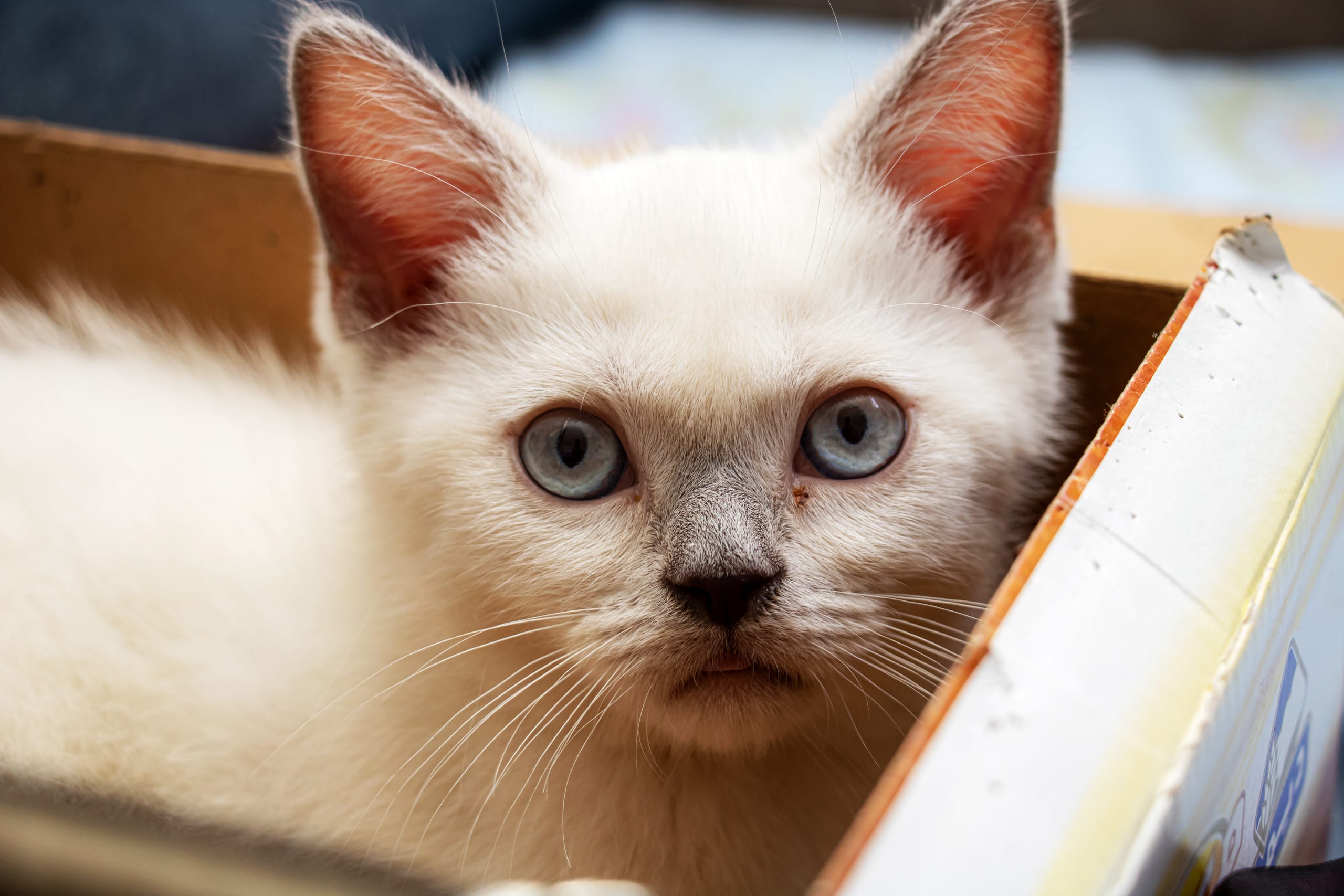 Animale CAT Gray Eyes BOX 5, a fine-art photograph by Ali Abu Ras