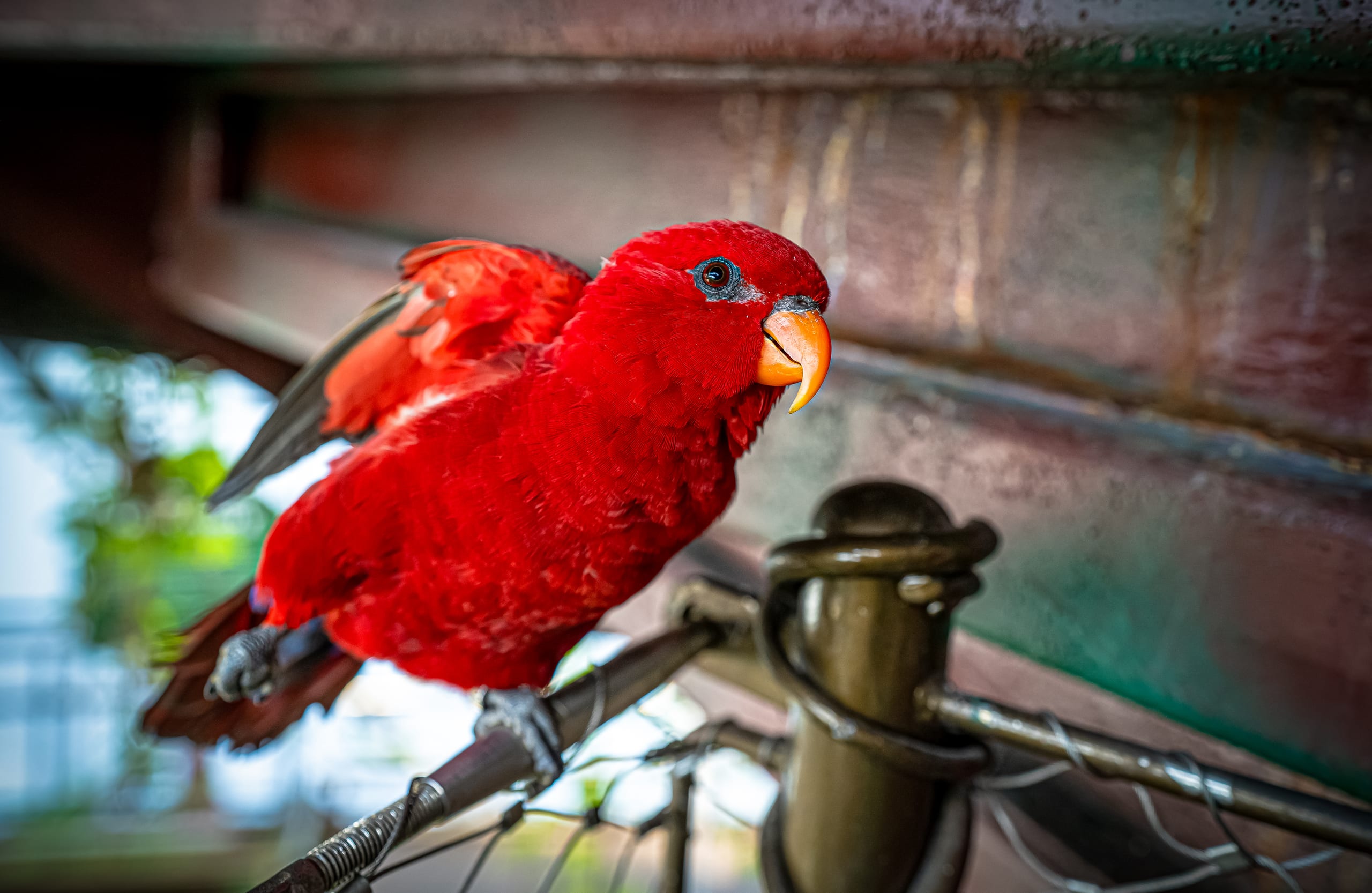Close-up of a vibrant red parrot perched on a metal structure with a partly raised wing, featuring a bright orange beak and dark blue eye rings.