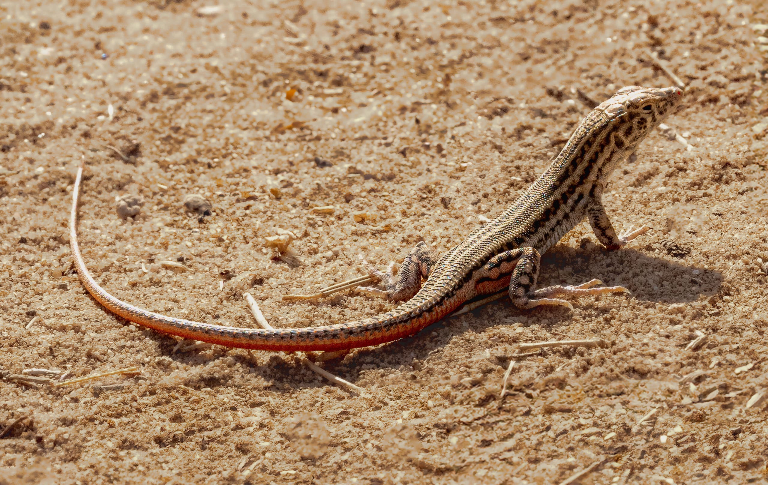 Animal Lezard XXL, a fine-art photograph by Ali Abu Ras