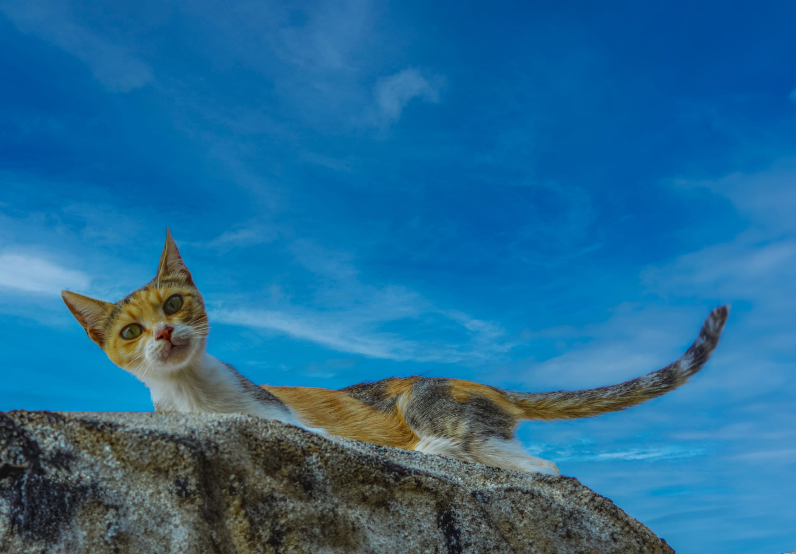Animals CAT Look Down Edit 1, a fine-art photograph by Ali Abu Ras