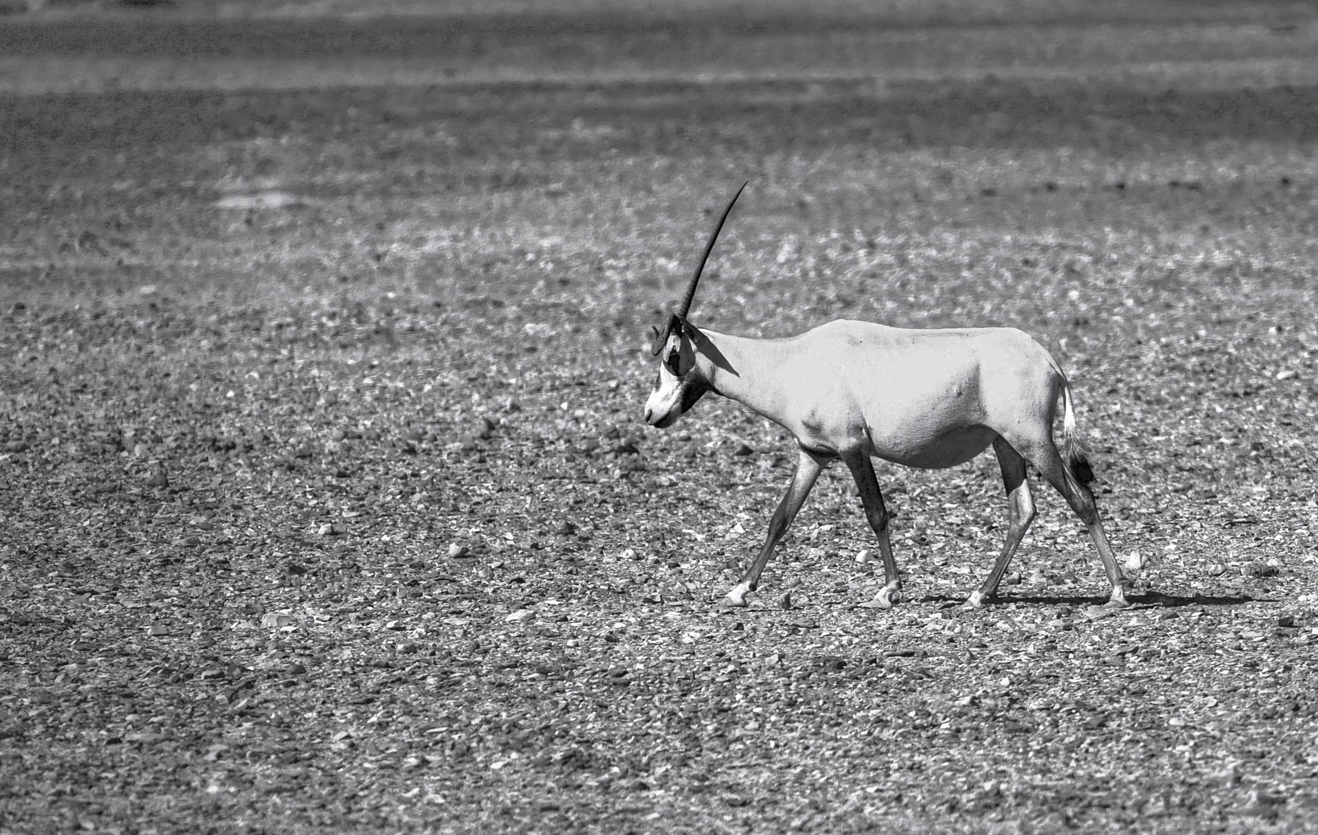 Animals Maha Jordan Azraq 0, a fine-art photograph by Ali Abu Ras