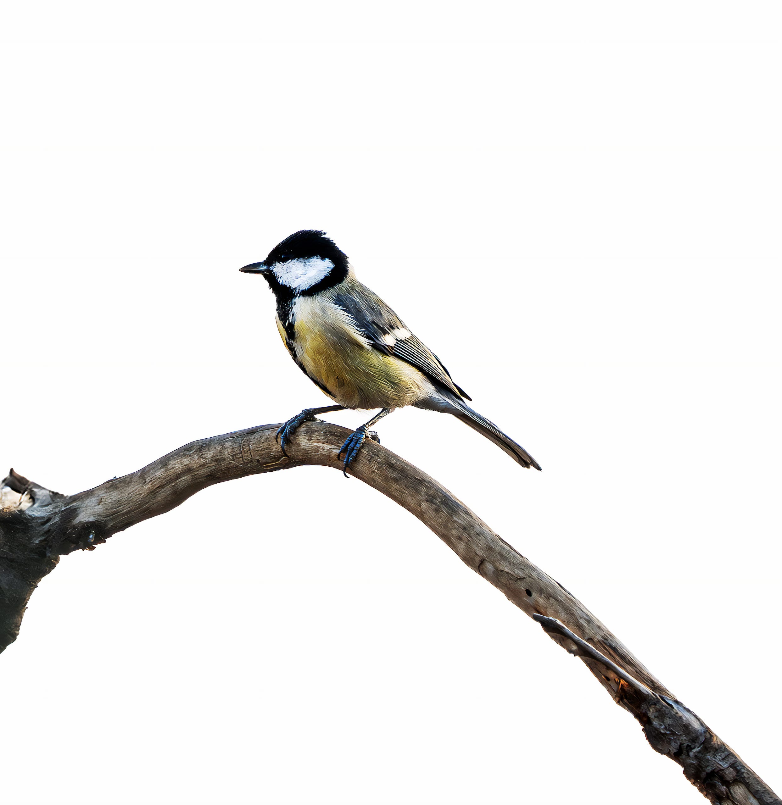 Animals Bird Daha Jordan XL, a fine-art photograph by Ali Abu Ras