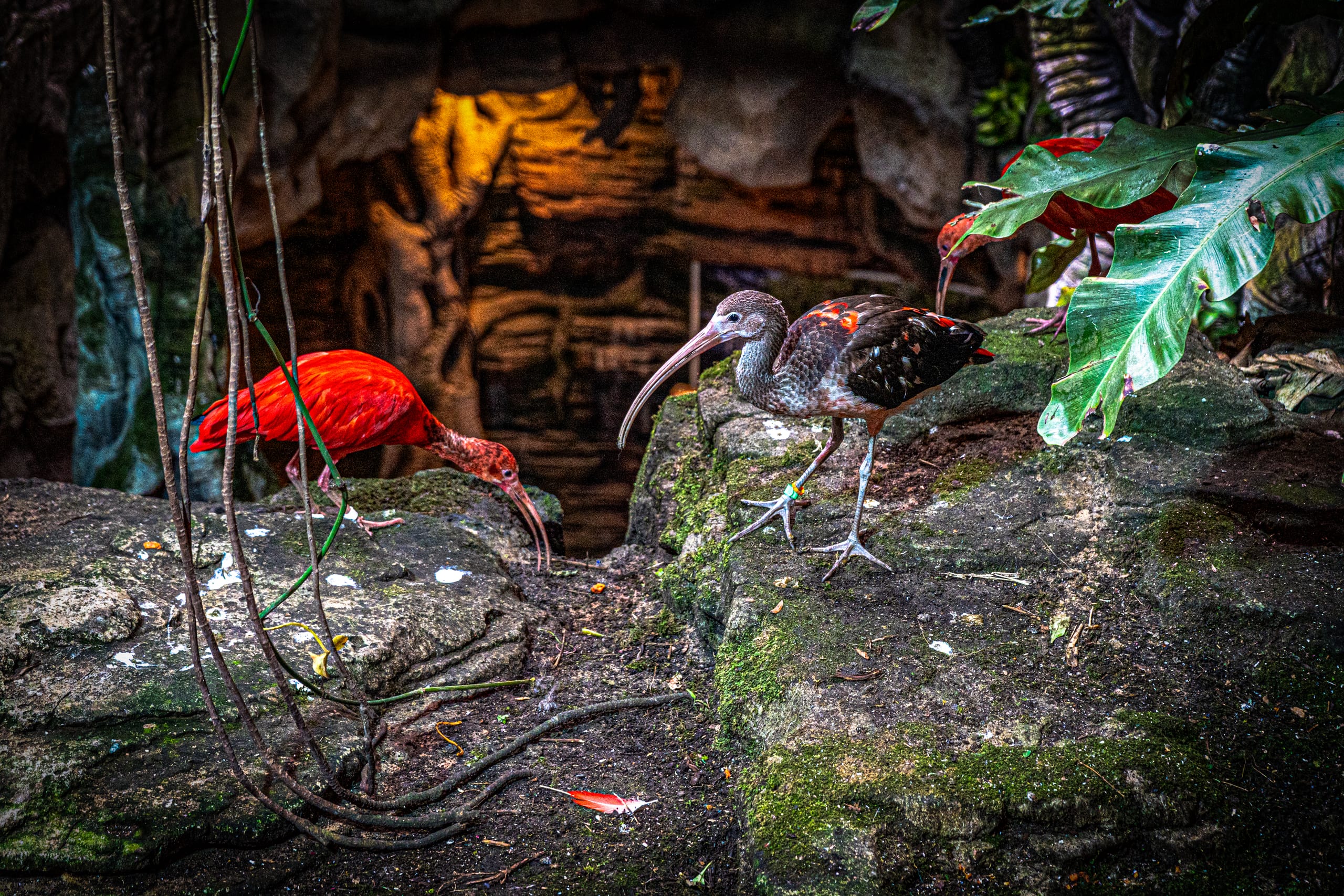Two ibises forage on damp, mossy rocks in an indoor enclosure; one has brilliant red feathers and a downward-curving bill, while the other is mottled grey and black with hints of orange.