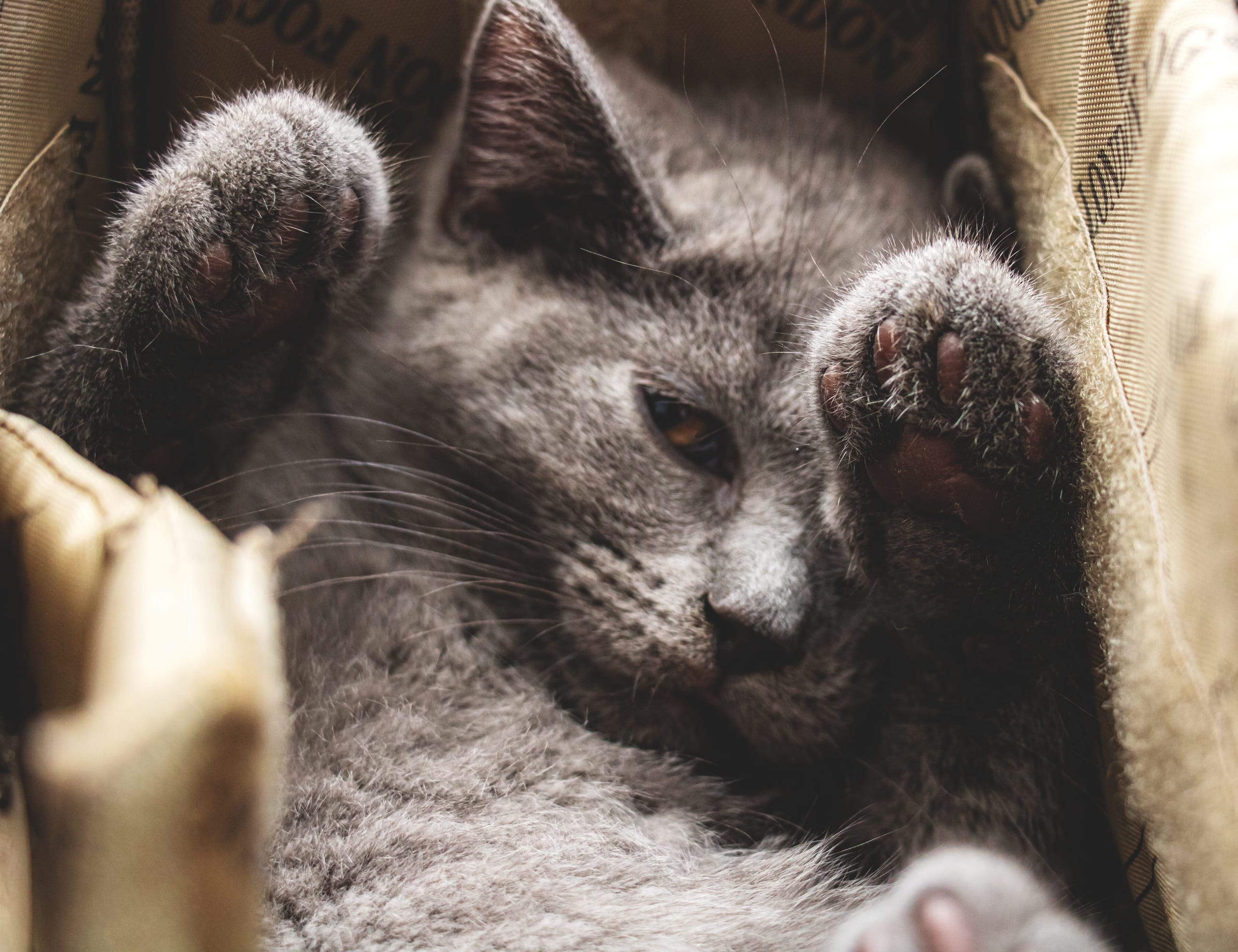 Animale CAT Gray Eyes BOX, a fine-art photograph by Ali Abu Ras