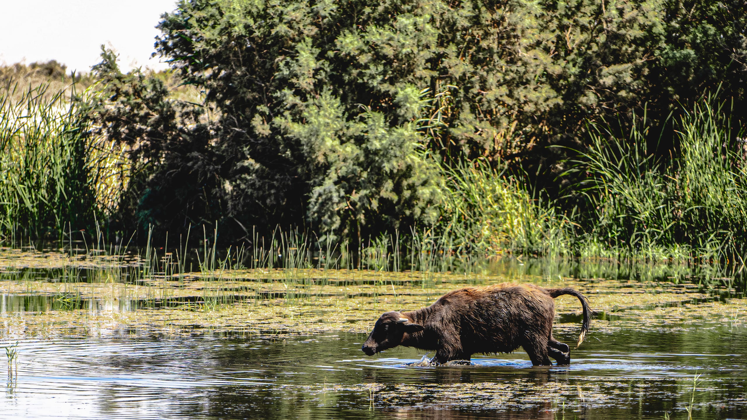 Animals Bafalo Jordan Azraq, a fine-art photograph by Ali Abu Ras