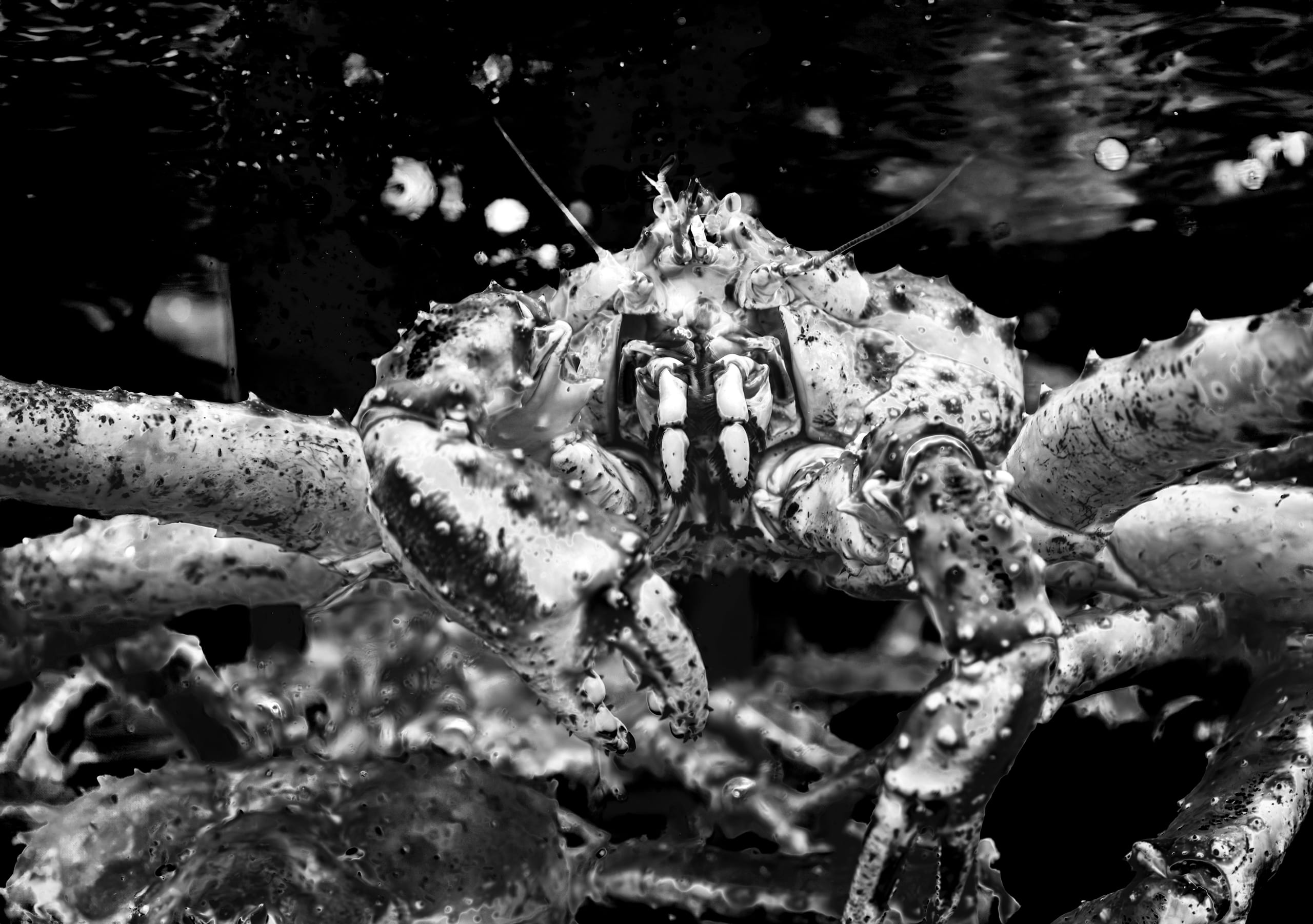 Close-up black and white photograph of a large king crab facing forward underwater, showcasing its spiky shell, articulated limbs, and pincers against a dark, mottled background.