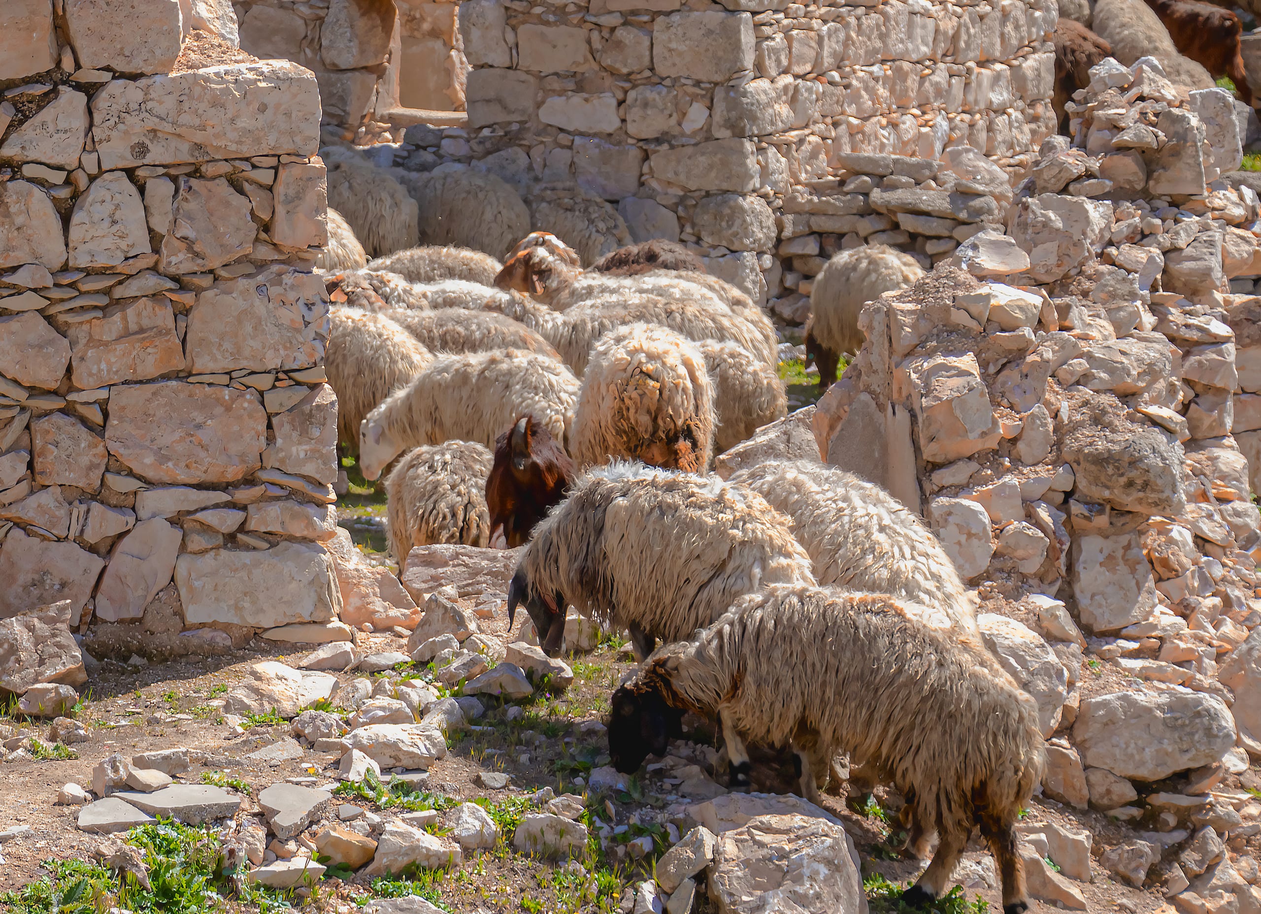 Garesa Field MEN Sheeps, a fine-art photograph by Ali Abu Ras