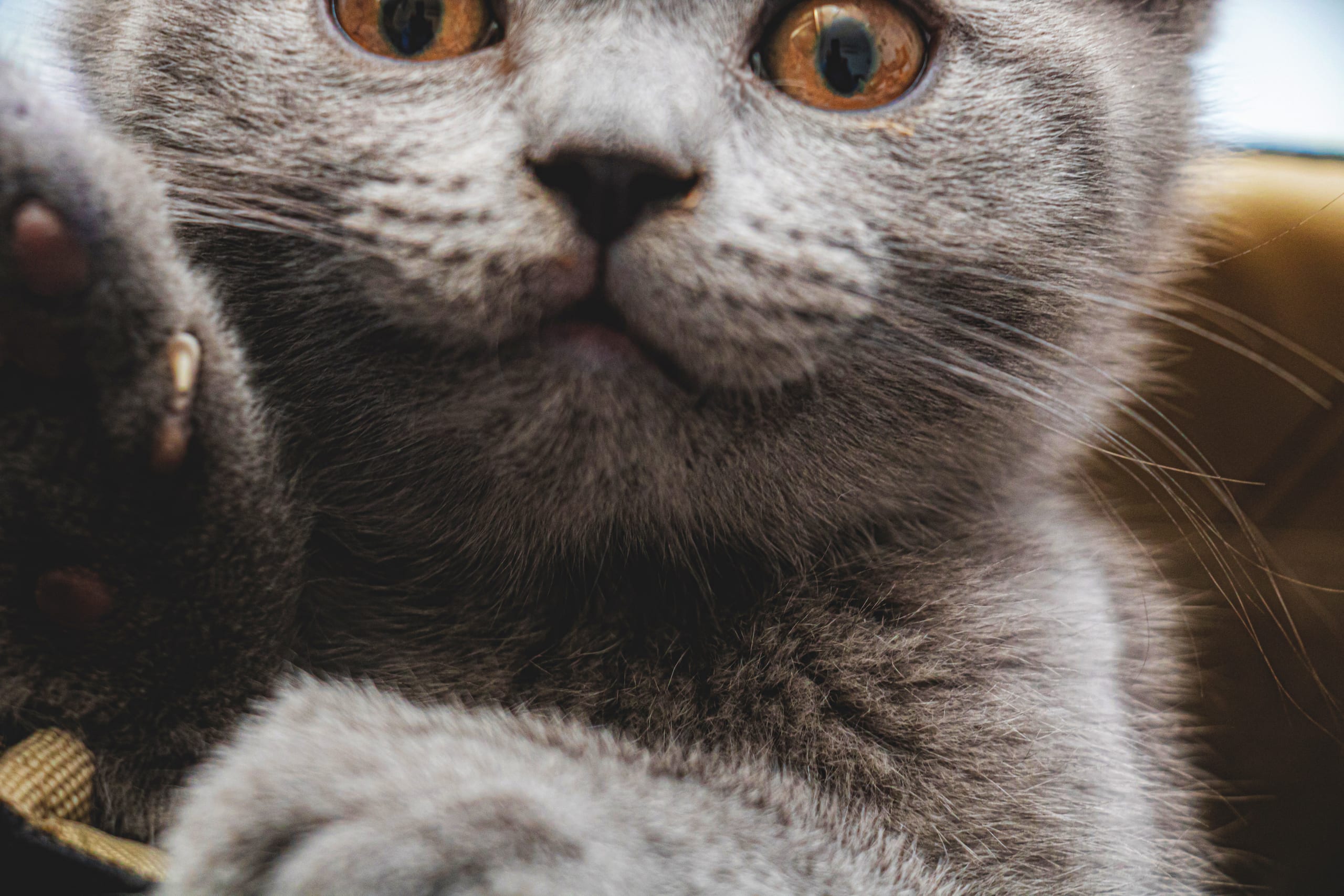 Animale CAT Gray Eyes BOX, a fine-art photograph by Ali Abu Ras