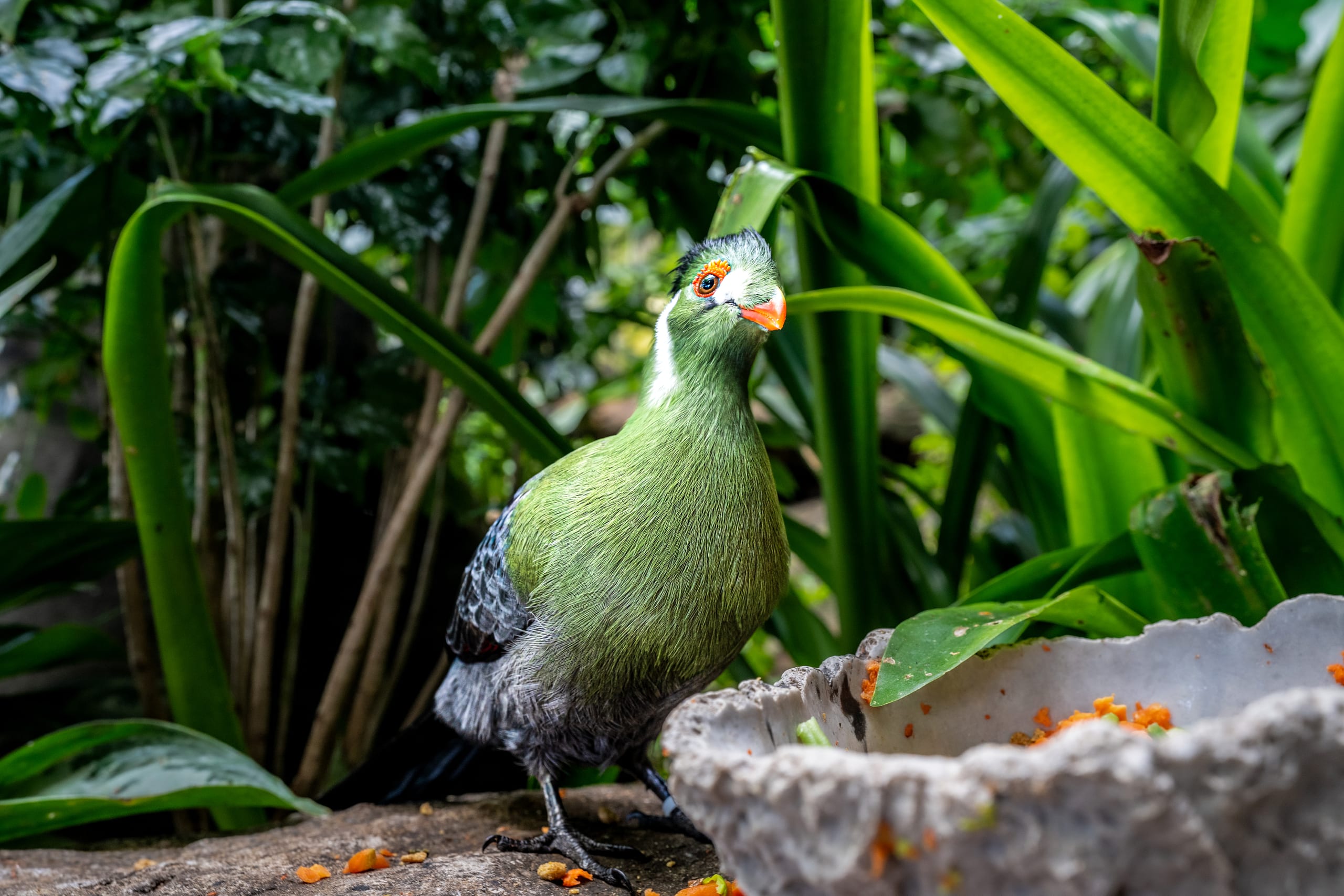A vibrant green turaco bird with grey wings, orange beak, and red-ringed eyes stands near a textured stone feeding tray amidst dense tropical green leaves.