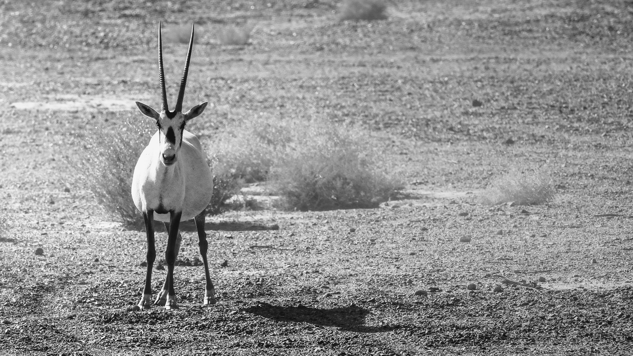 Animals Maha Jordan Azraq, a fine-art photograph by Ali Abu Ras