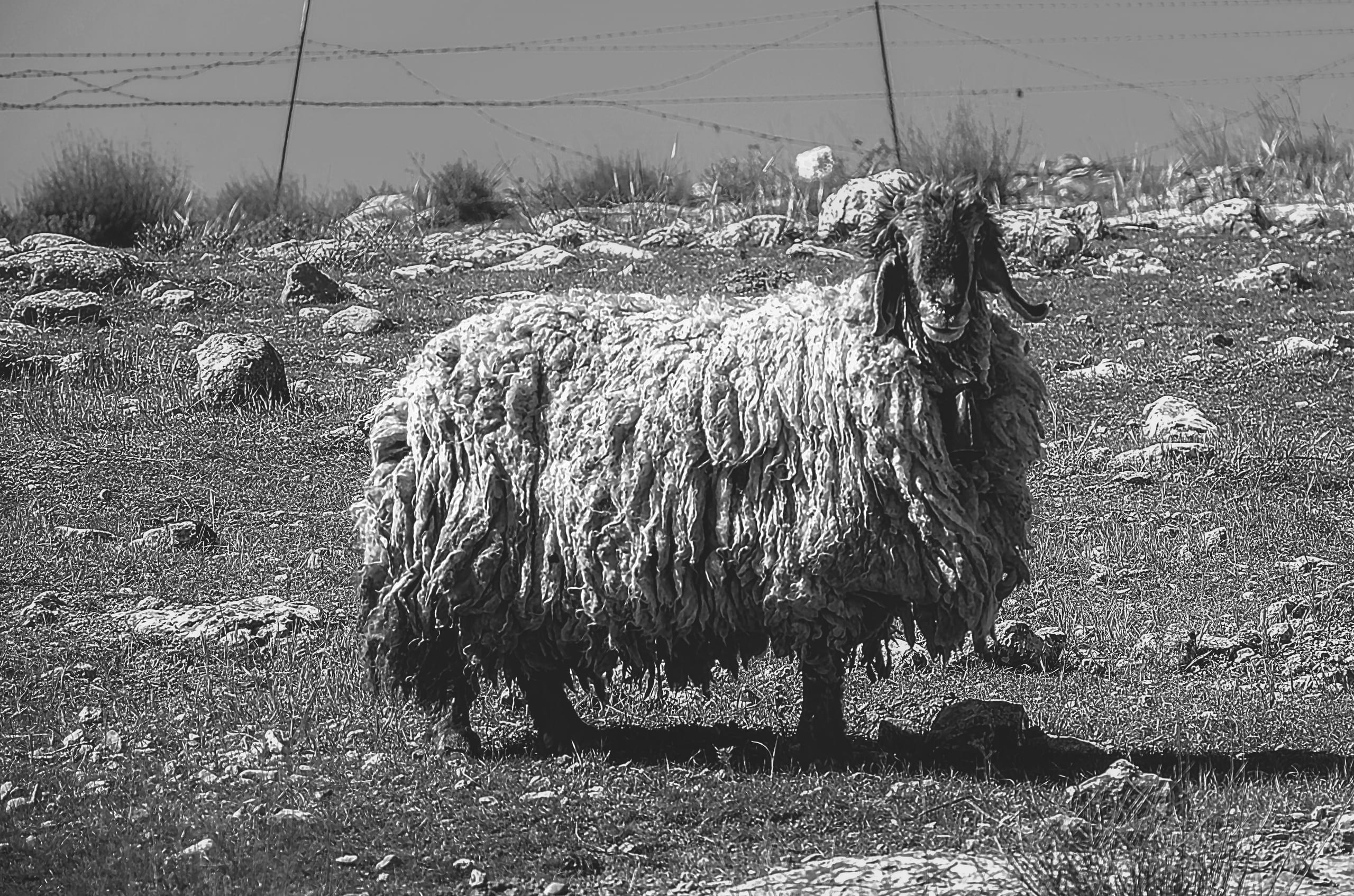 Landscape Sheep Garesa Feild, a fine-art photograph by Ali Abu Ras
