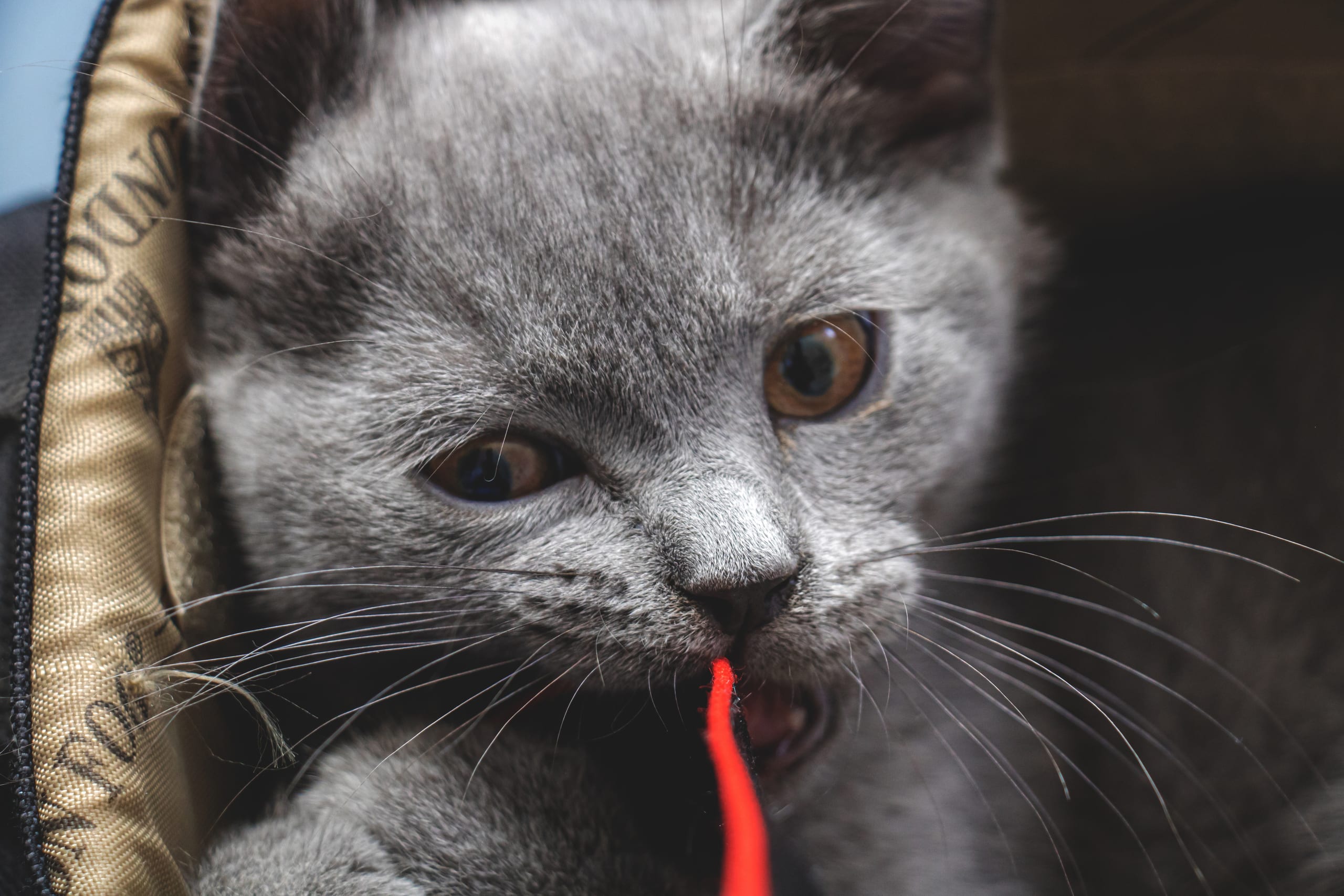 Animale CAT Gray Eyes BOX, a fine-art photograph by Ali Abu Ras