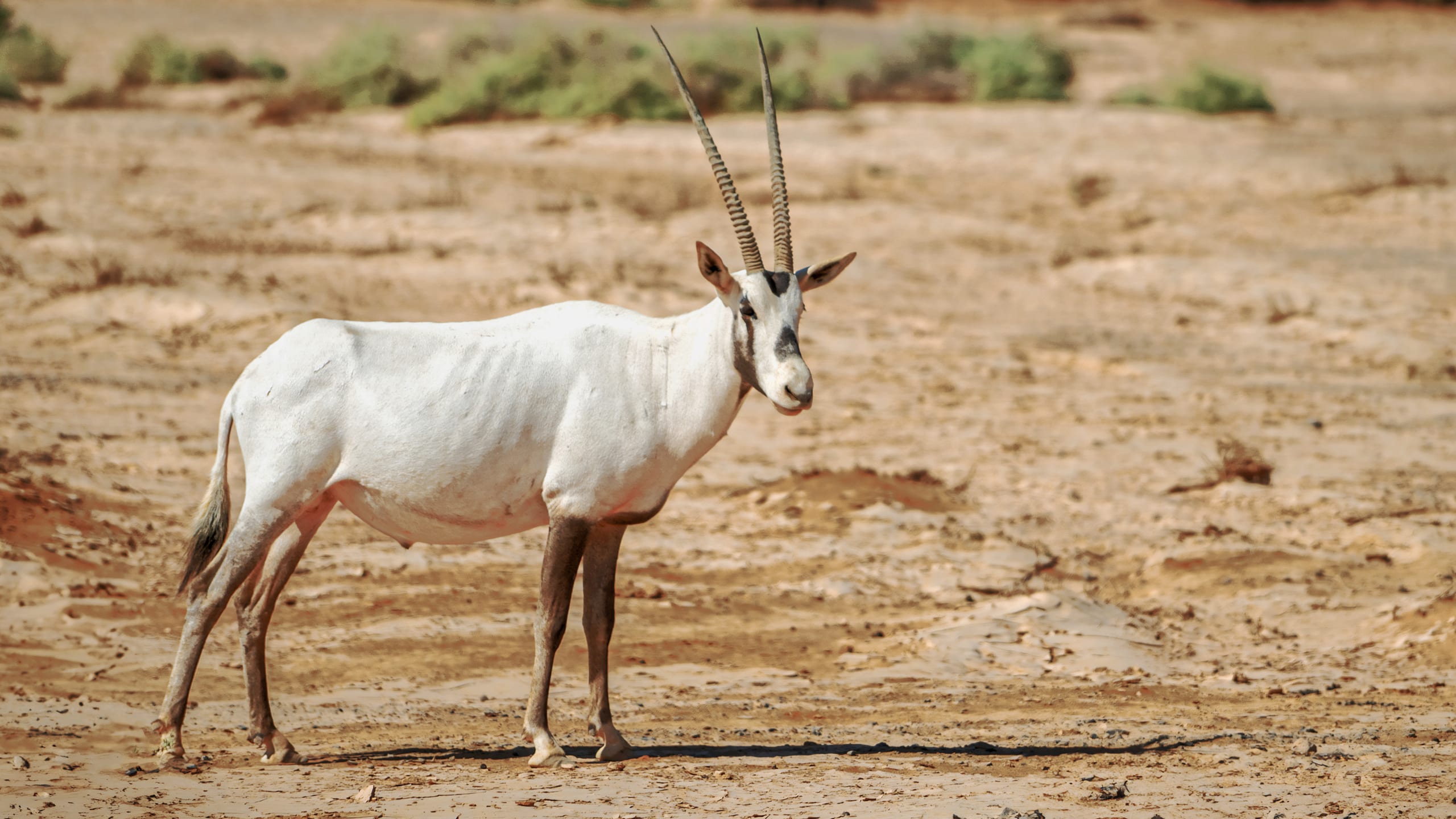 Animals Maha Jordan Azraq, a fine-art photograph by Ali Abu Ras