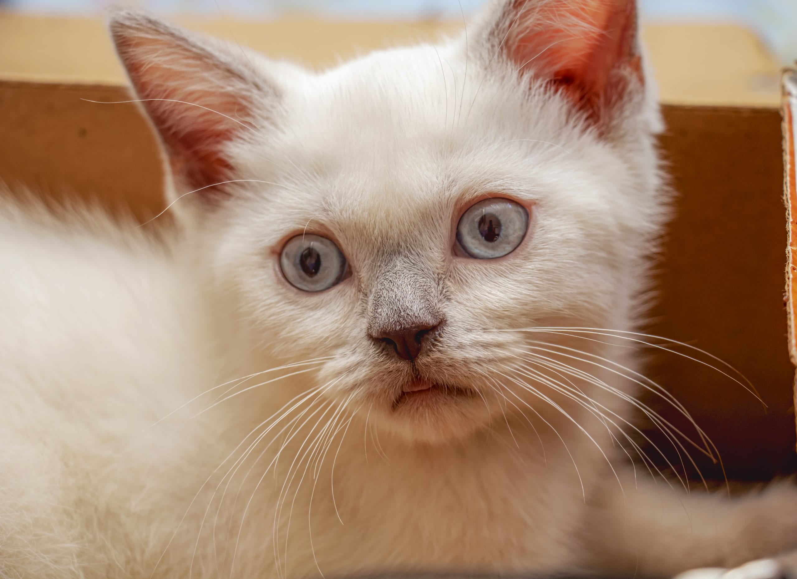 Animale CAT Gray Eyes BOX 9, a fine-art photograph by Ali Abu Ras