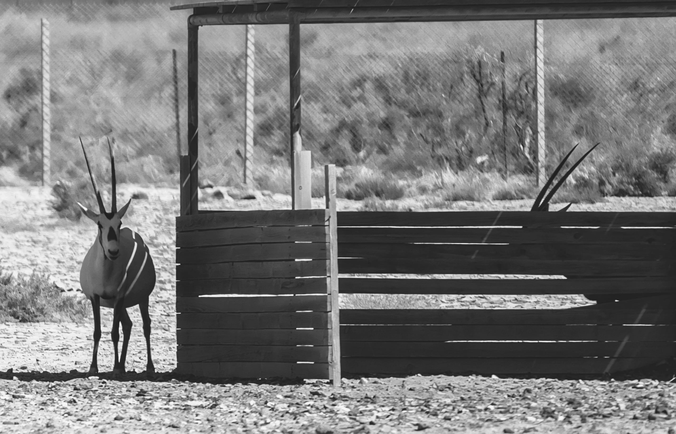 Animals Maha Jordan Azraq, a fine-art photograph by Ali Abu Ras