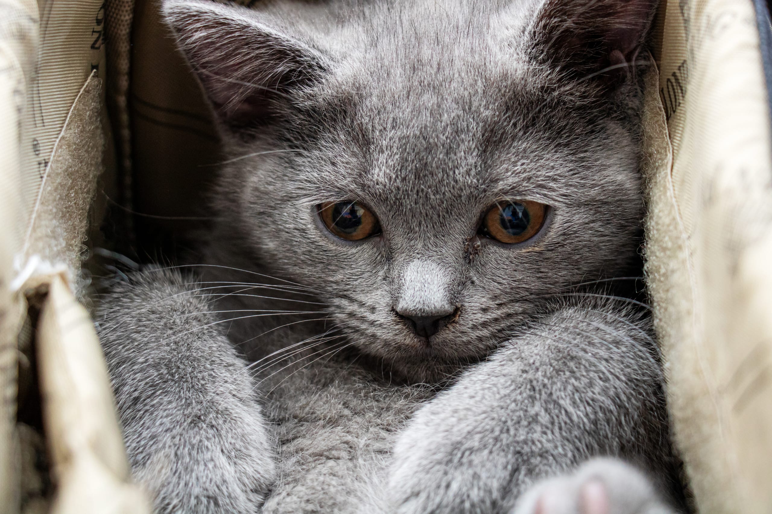 Animale CAT Gray Eyes BOX, a fine-art photograph by Ali Abu Ras