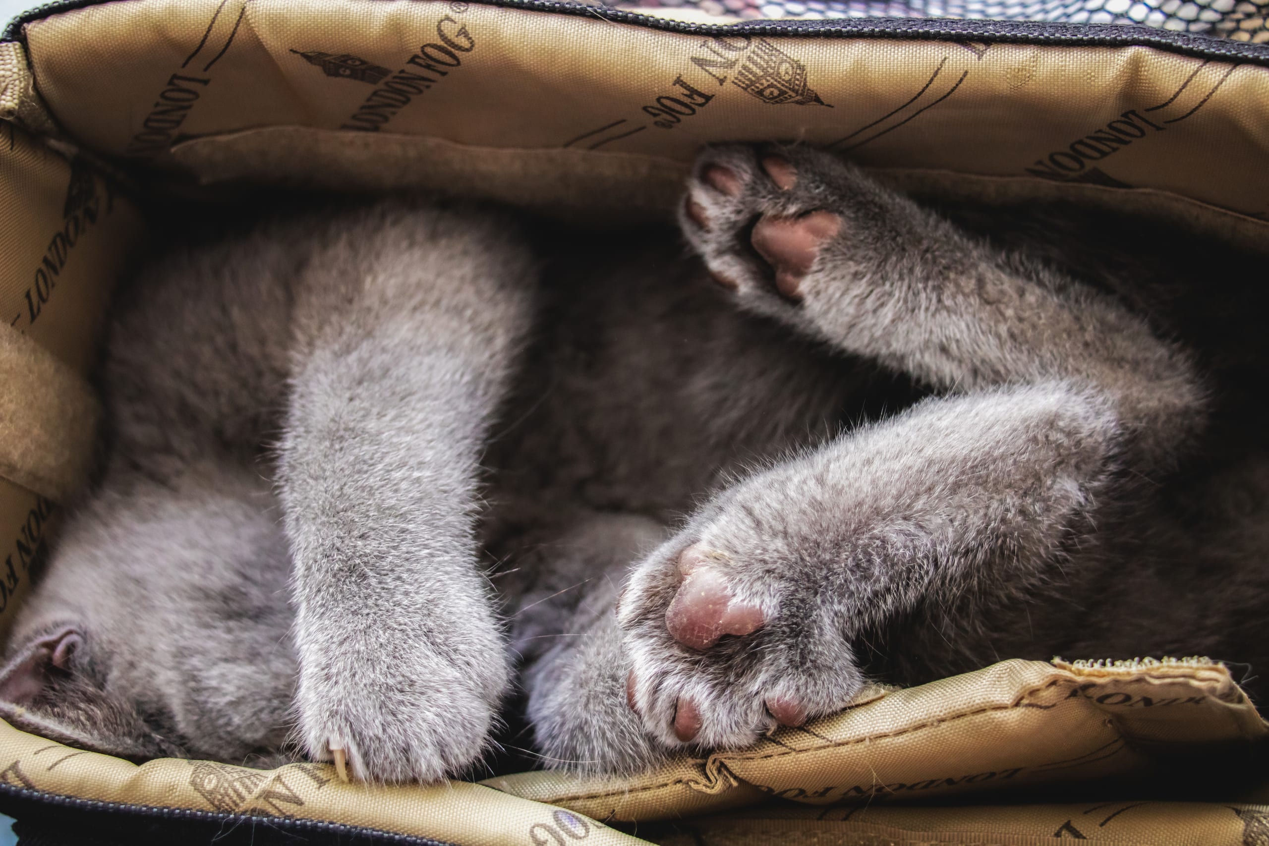 Animale CAT Gray Eyes BOX, a fine-art photograph by Ali Abu Ras