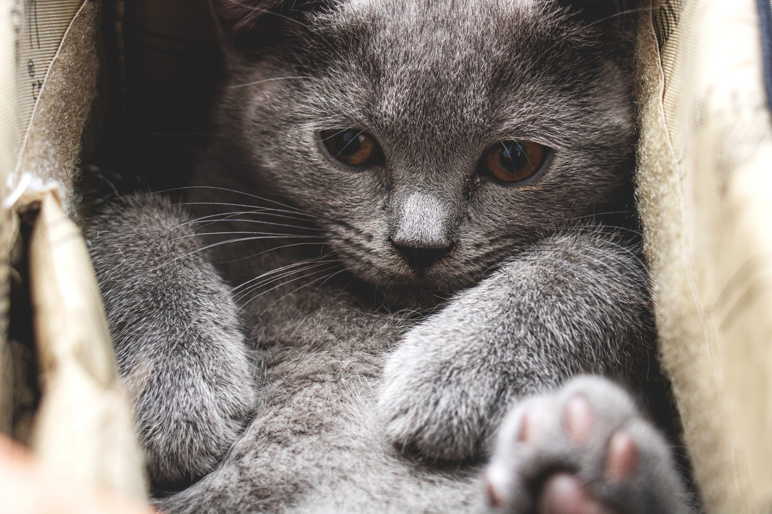 Animale CAT Gray Eyes BOX, a fine-art photograph by Ali Abu Ras