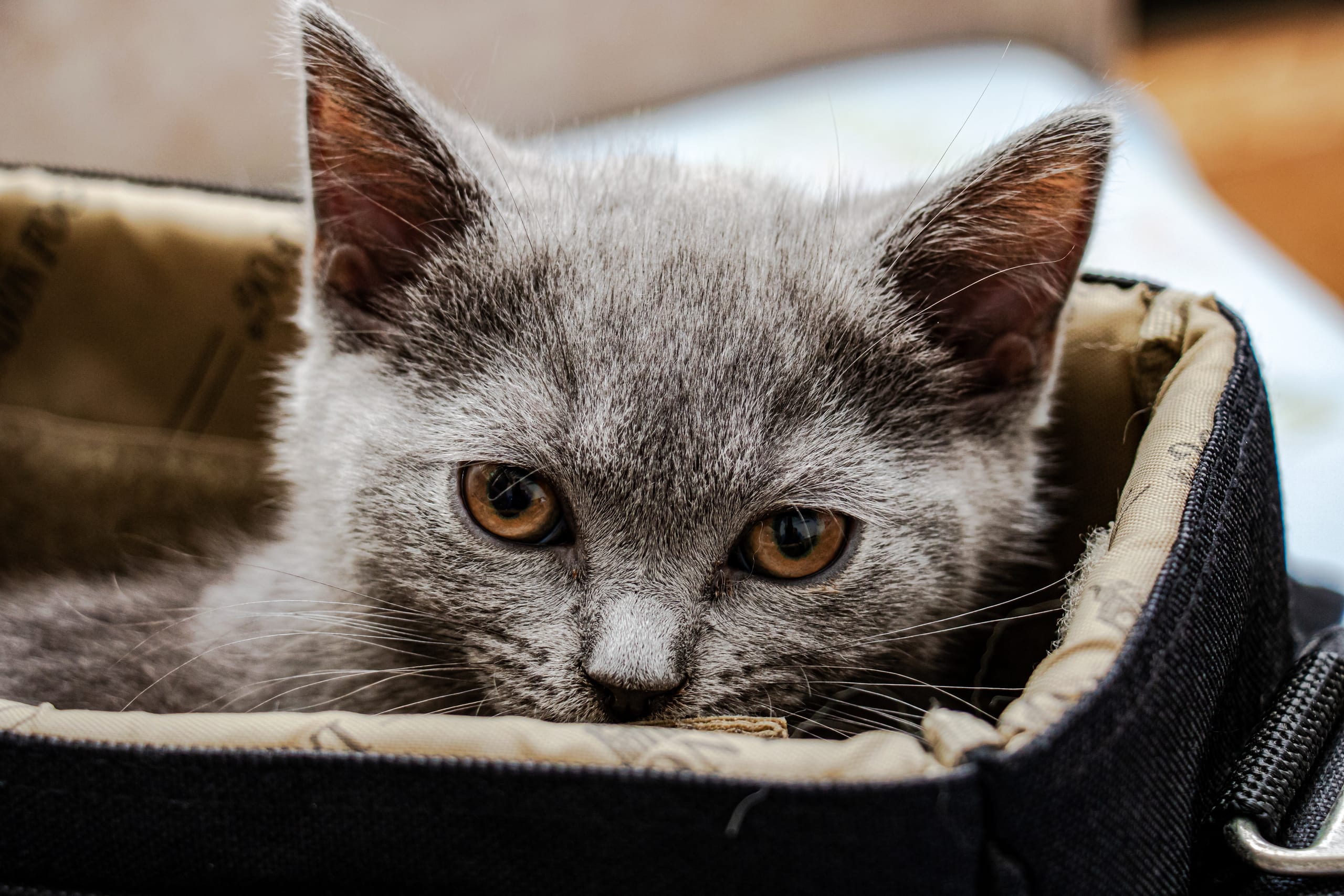Animale CAT Gray Eyes BOX, a fine-art photograph by Ali Abu Ras