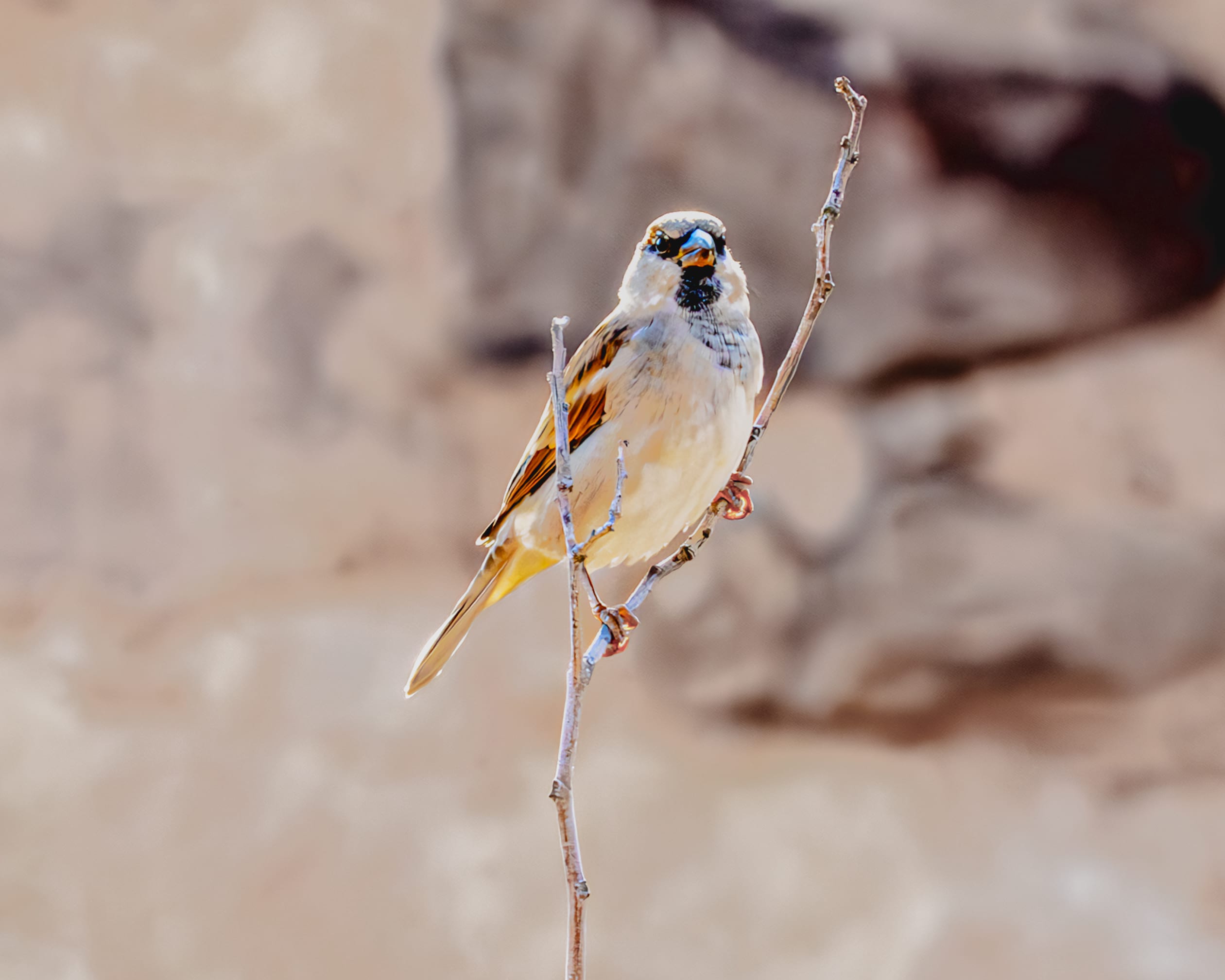 Animals Bird Daha Jordan, a fine-art photograph by Ali Abu Ras