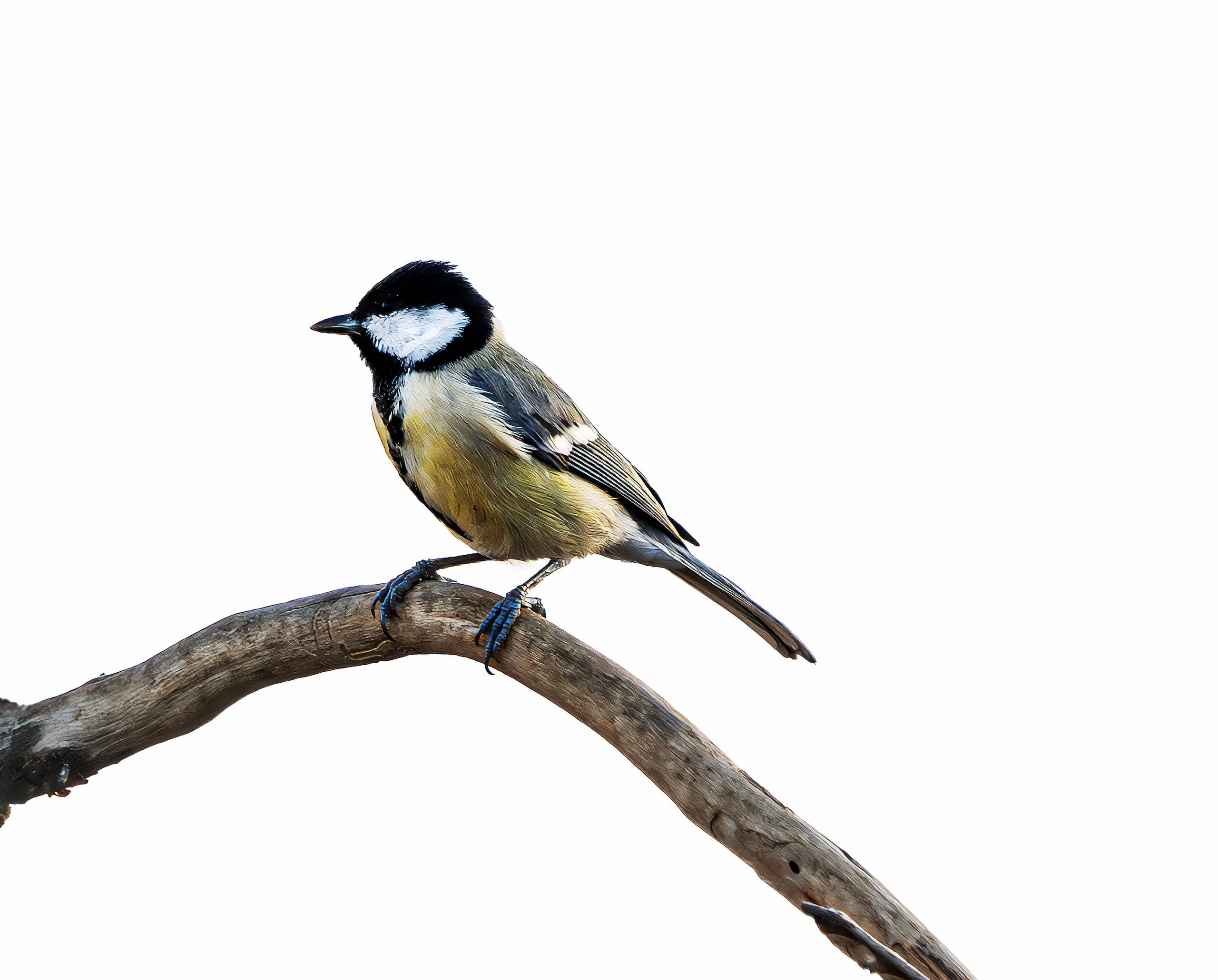 Animals Bird Daha Jordan XL, a fine-art photograph by Ali Abu Ras