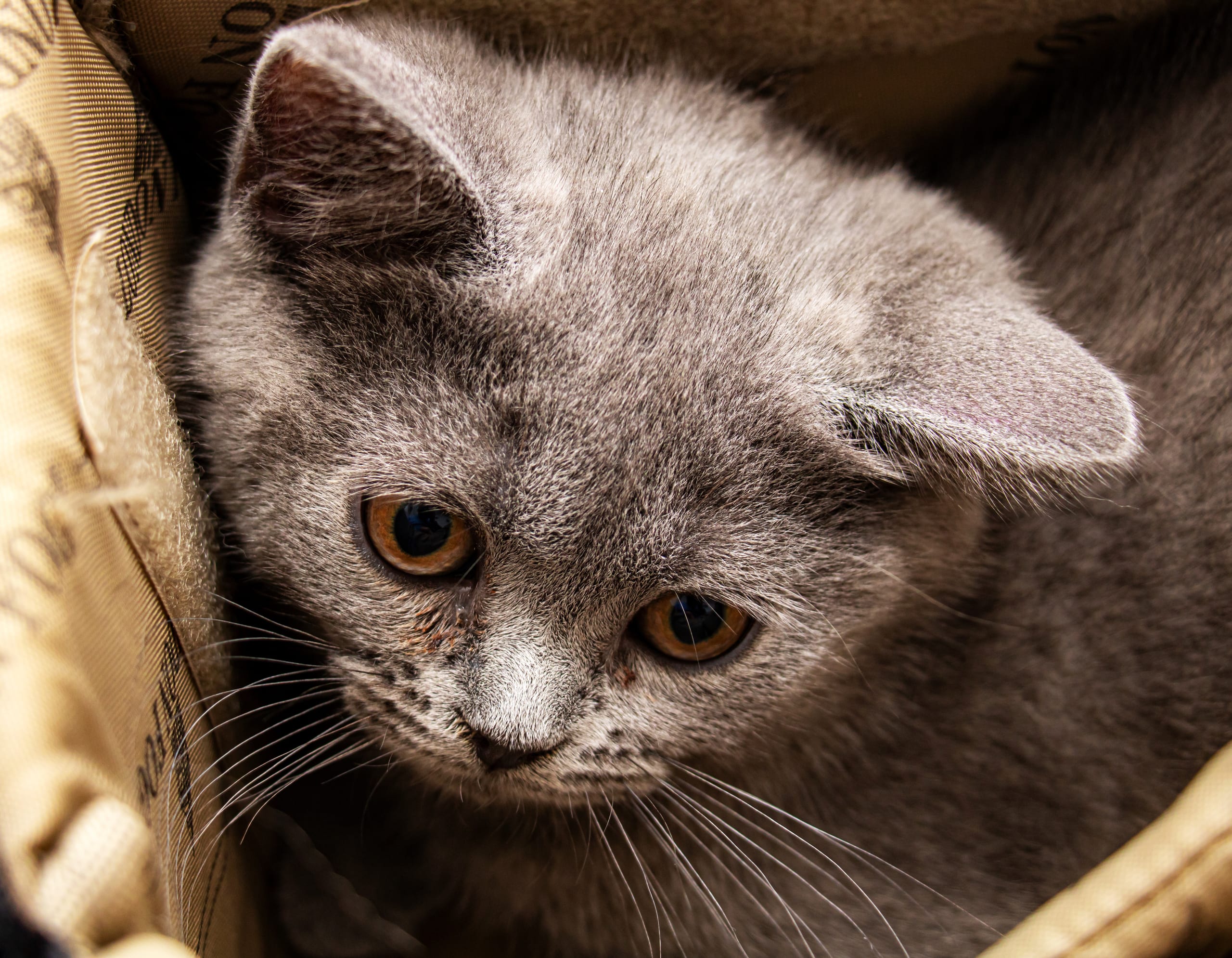 Animale CAT Gray Eyes BOX, a fine-art photograph by Ali Abu Ras