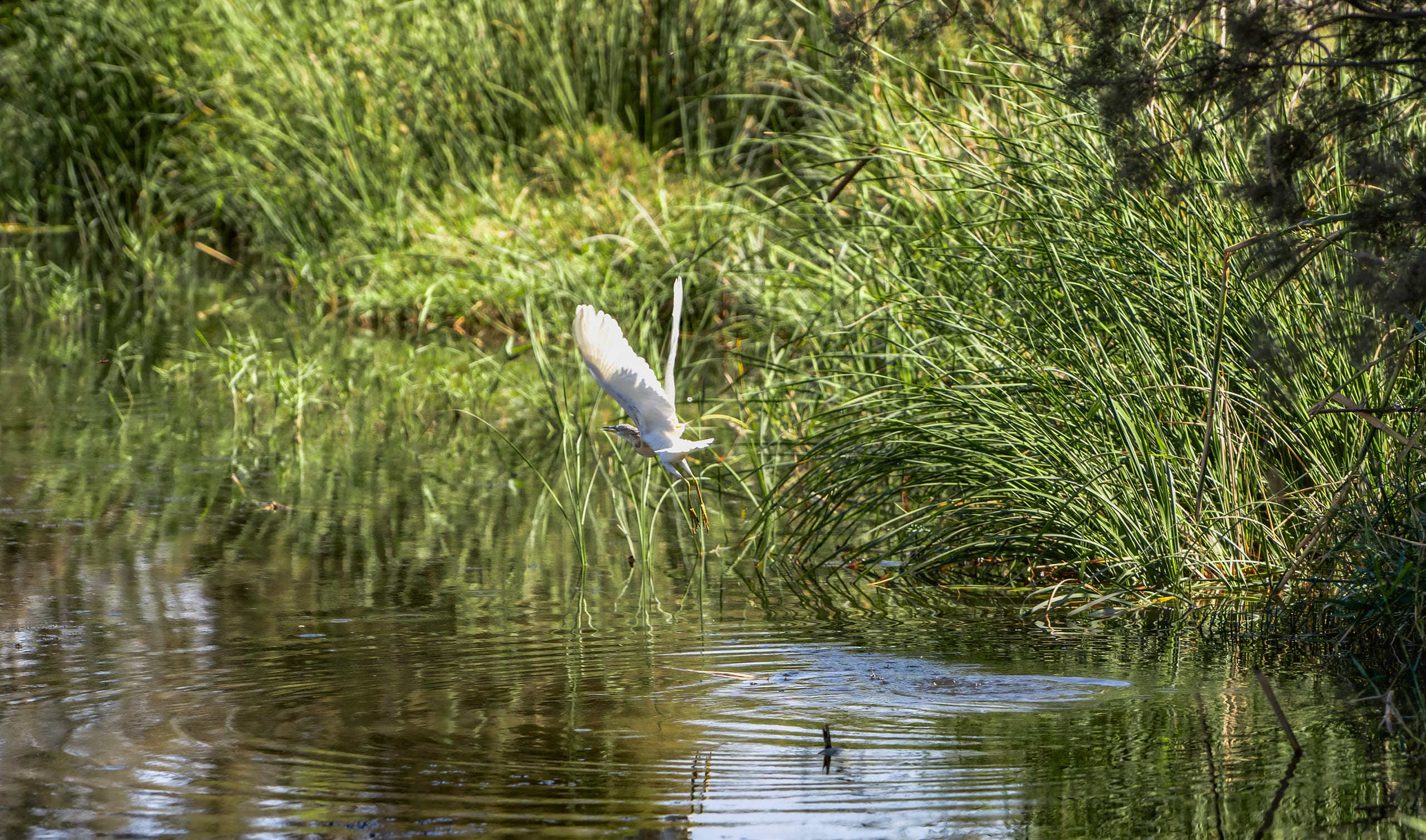 Animals Bird Jordan Azraq, a fine-art photograph by Ali Abu Ras